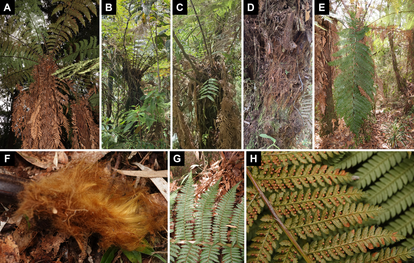 Eight-panel plate. Above, five vertical photos of tree ferns in the forest: a crown of green fronds seen from below over a thick skirt of brown dead fronds; plants among dense vegetation with dry fronds hanging from the trunk; a trunk covered with petiole bases, reddish-brown hairs and roots; and a long green frond hanging down to the leaf litter. Below, the base of a dark petiole wrapped in a mass of golden and coppery hairs on dry leaves; the green upper surface of a finely divided frond; and the underside of a pinna with small, round, orange-brown sori at the edge of the segments, one or two per segment.