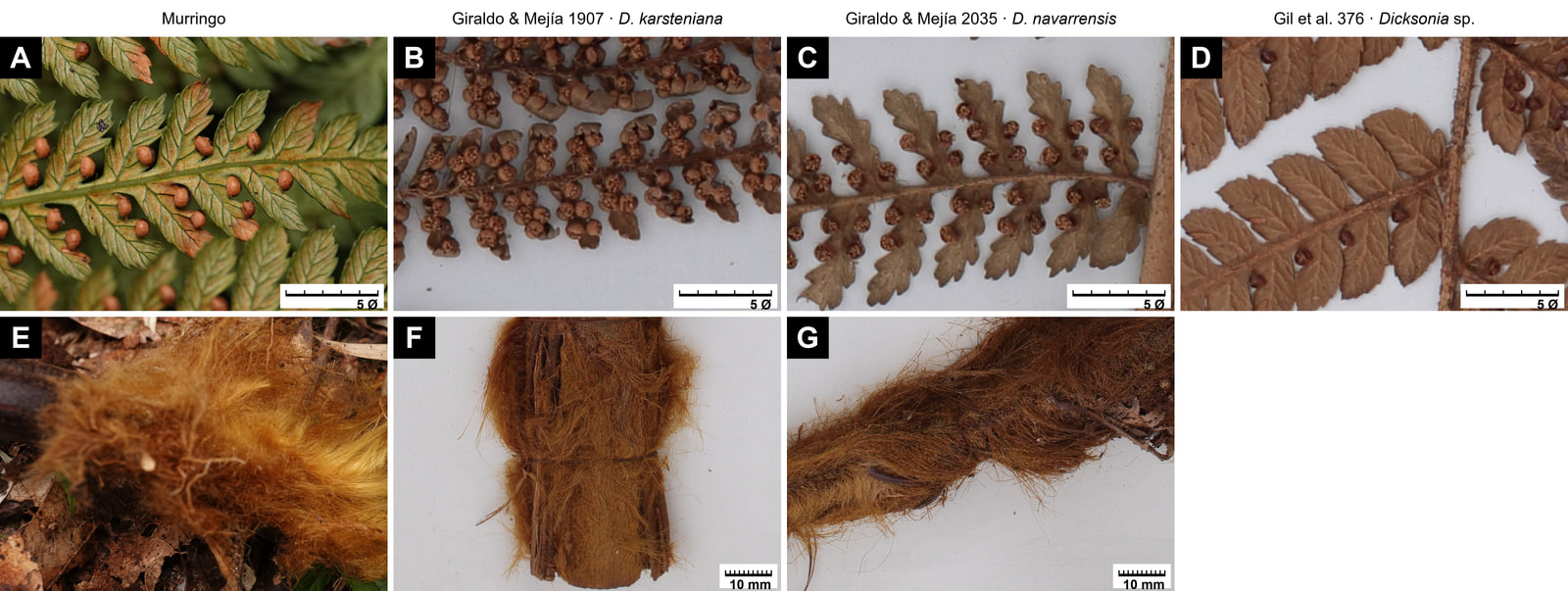 Seven-panel plate in two rows and four columns, labelled Murringo, Giraldo & Mejía 1907 D. karsteniana, Giraldo & Mejía 2035 D. navarrensis and Gil et al. 376 Dicksonia sp. Above, fertile segments seen from below, each with a bar labelled 5 Ø: at Murringo, green, serrate segments with a few round, orange, separate sori; in specimen 1907, contracted brown segments almost covered by crowded sori; in specimen 2035, lobed brown segments with separate paired sori; in the Abejorral sheet, broad brown segments, each with one round dark sorus at its base. Below, petiole bases covered with hairs: at Murringo, a mass of golden and coppery hairs on leaf litter; in the two specimens, orange to reddish-brown hairs on a white background, with 10 mm bars; the bottom-right cell is empty.