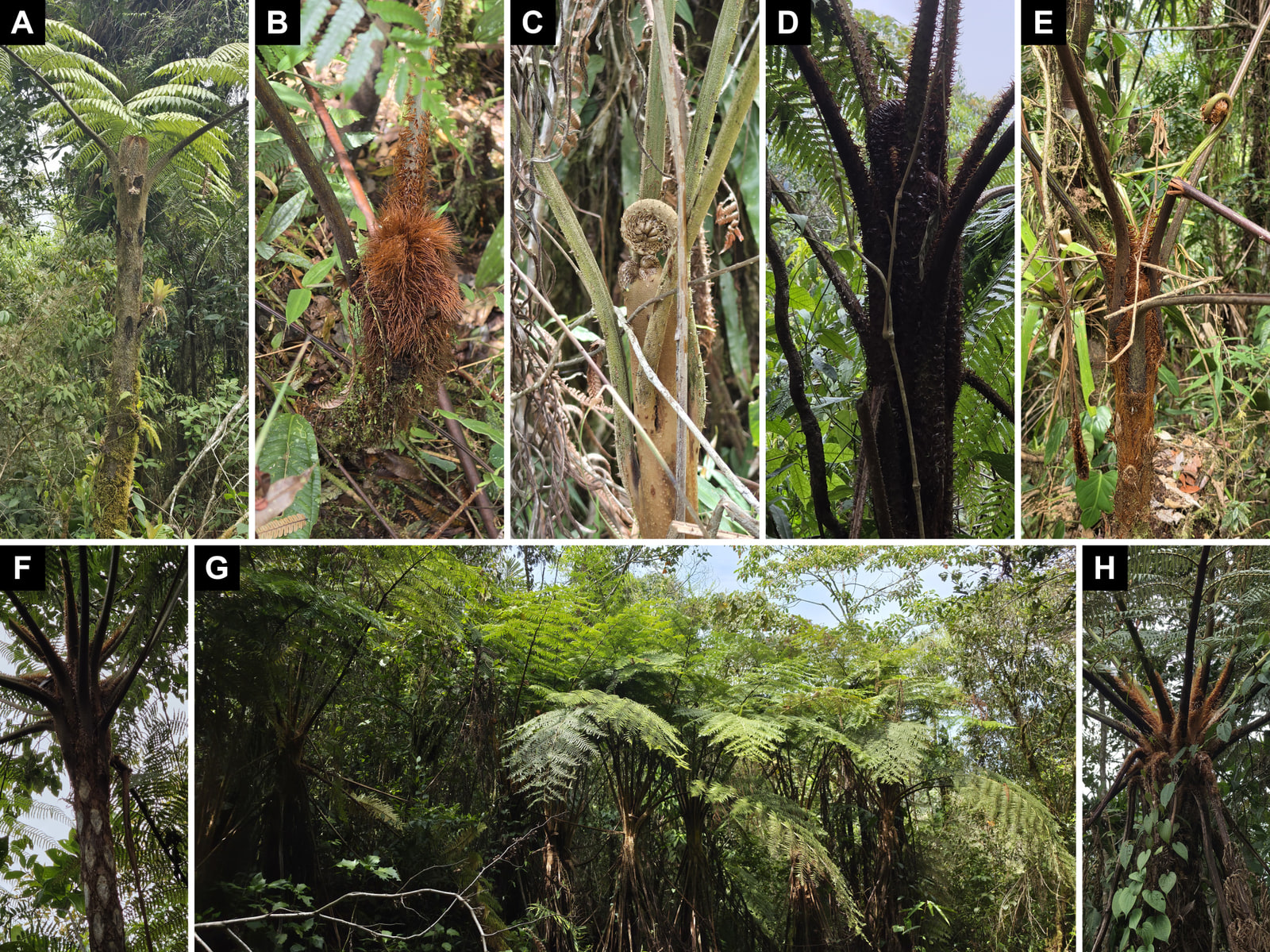 Eight-panel plate of tree ferns in the forest. Above, five vertical photos: a slender, erect trunk seen from below, mossy near the base, with a bromeliad halfway up and two light-green fronds spreading to either side of a pale apex; an elongate mass of reddish-brown scales, like long hair, among leaf litter and herbs, with a grey petiole rising from it and a dark petiole and a smooth coppery stalk reaching it; a pale brown coiled crozier, with two smaller ones below it, among grey-green petioles with small spines; an almost black crown bristling with spines and scales, with a large dark crozier in the centre and a pale liana crossing it; and a low plant among herbs, its trunk covered in orange-brown scales, with dark petioles and a green crozier unrolling at upper right. Below, a view up a dark trunk, with large, elongate greyish scars and petioles spreading against the sky; a wide panorama of a group of at least five tree ferns with broad, light-green crowns, their trunks surrounded by hanging dry petioles; and a crown seen from the foot of the trunk, with dark radiating petioles, tufts of orange scales at their bases, a climber with heart-shaped leaves on the trunk, and dead fronds with curled pinnae hanging at lower right.