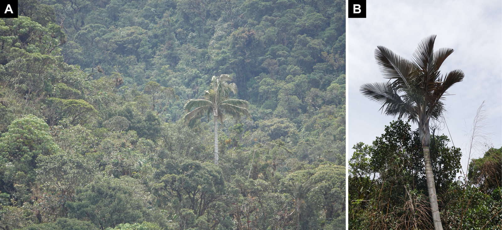 Two-panel plate. Left, a single tall wax palm rising above a slope of dense forest canopy. Right, a slender palm with a crown of stiff, silvery fronds seen from below over shrubs.