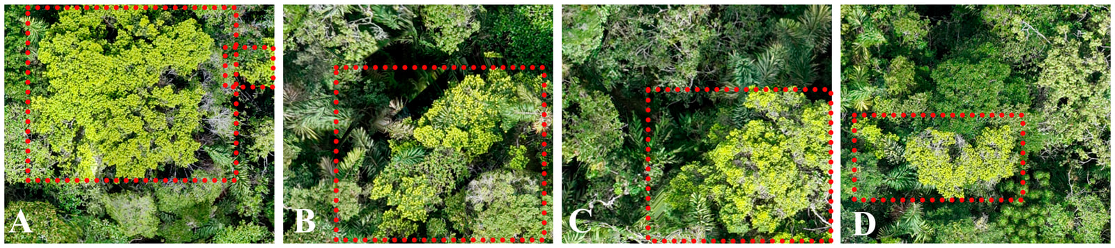 Four square aerial tiles of dense montane canopy placed side by side, each with dotted rectangles drawn around individual Podocarpus crowns.