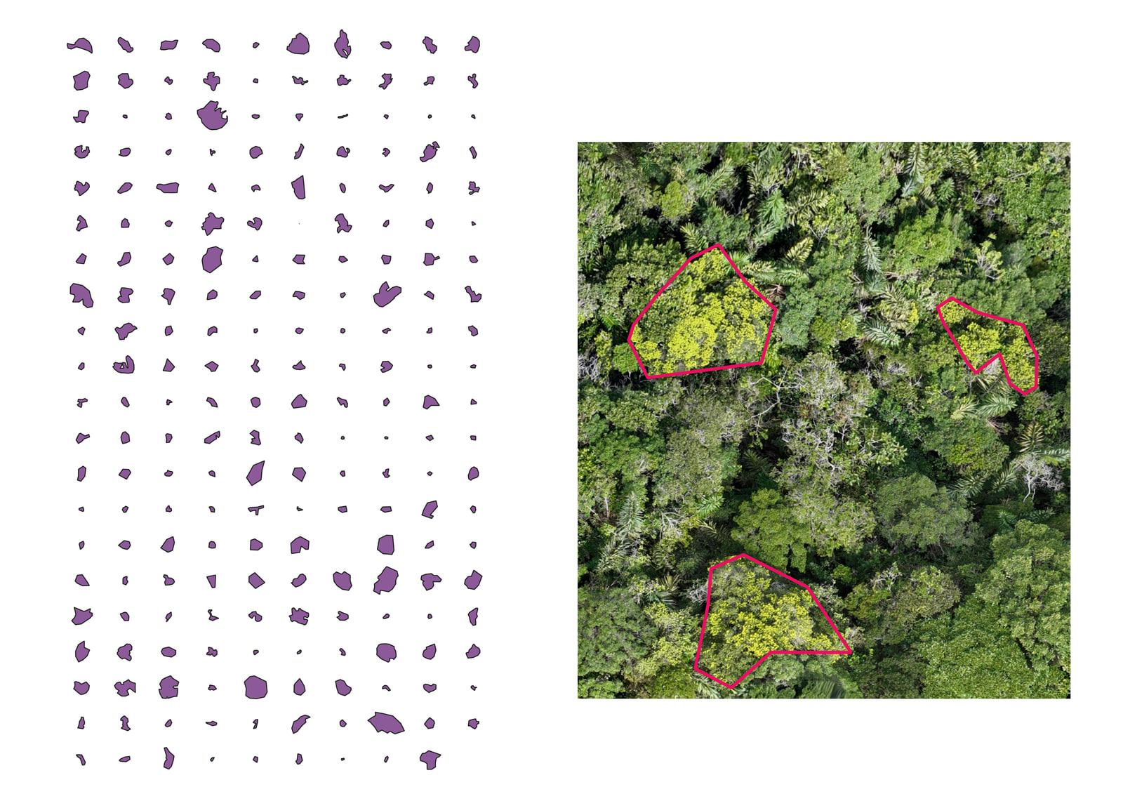 Left, a grid catalogue of purple crown outlines showing the range of shapes and sizes. Right, an aerial close-up of the canopy with three pale-green Podocarpus crowns outlined in magenta.