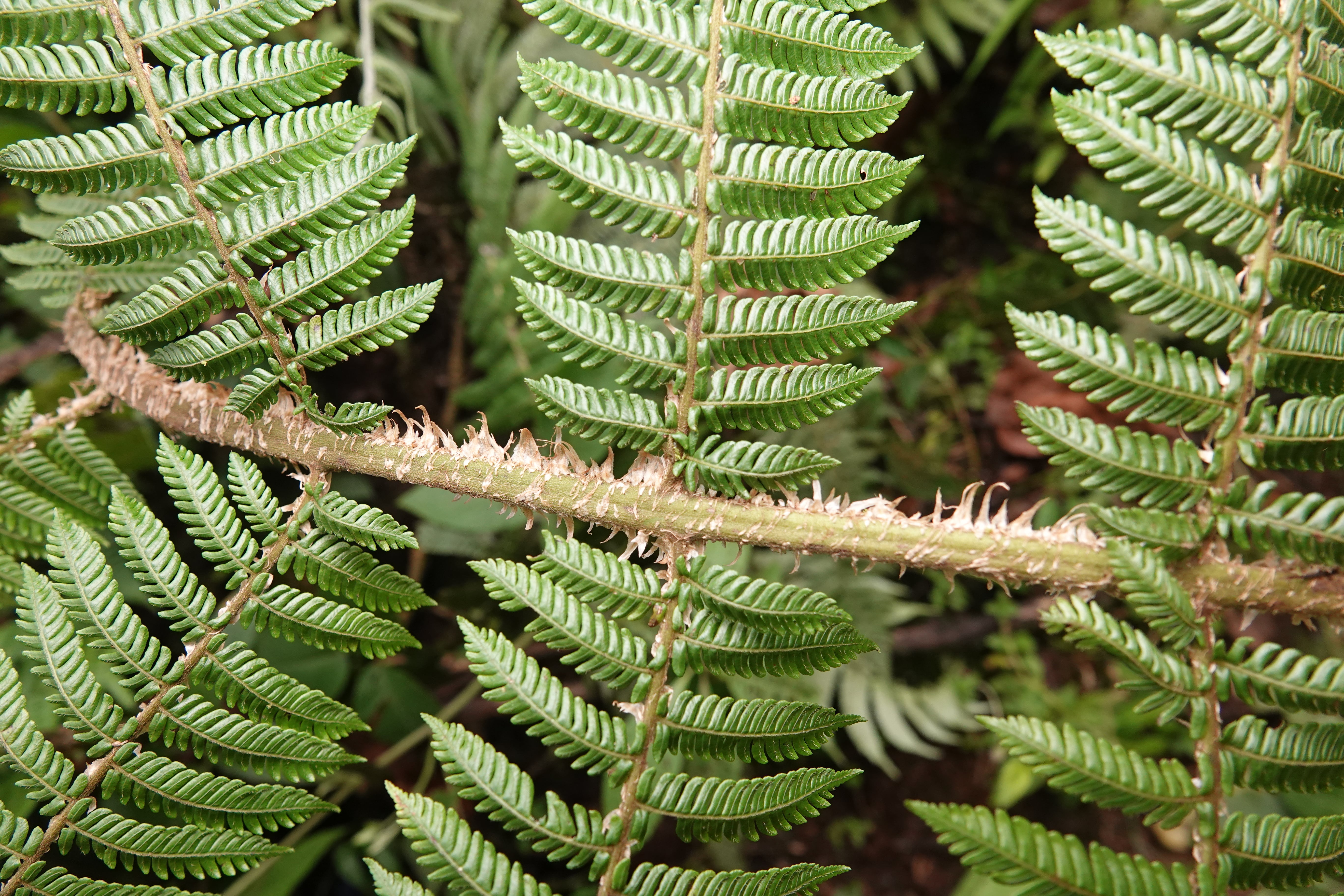 Alsophila engelii. La Honda.