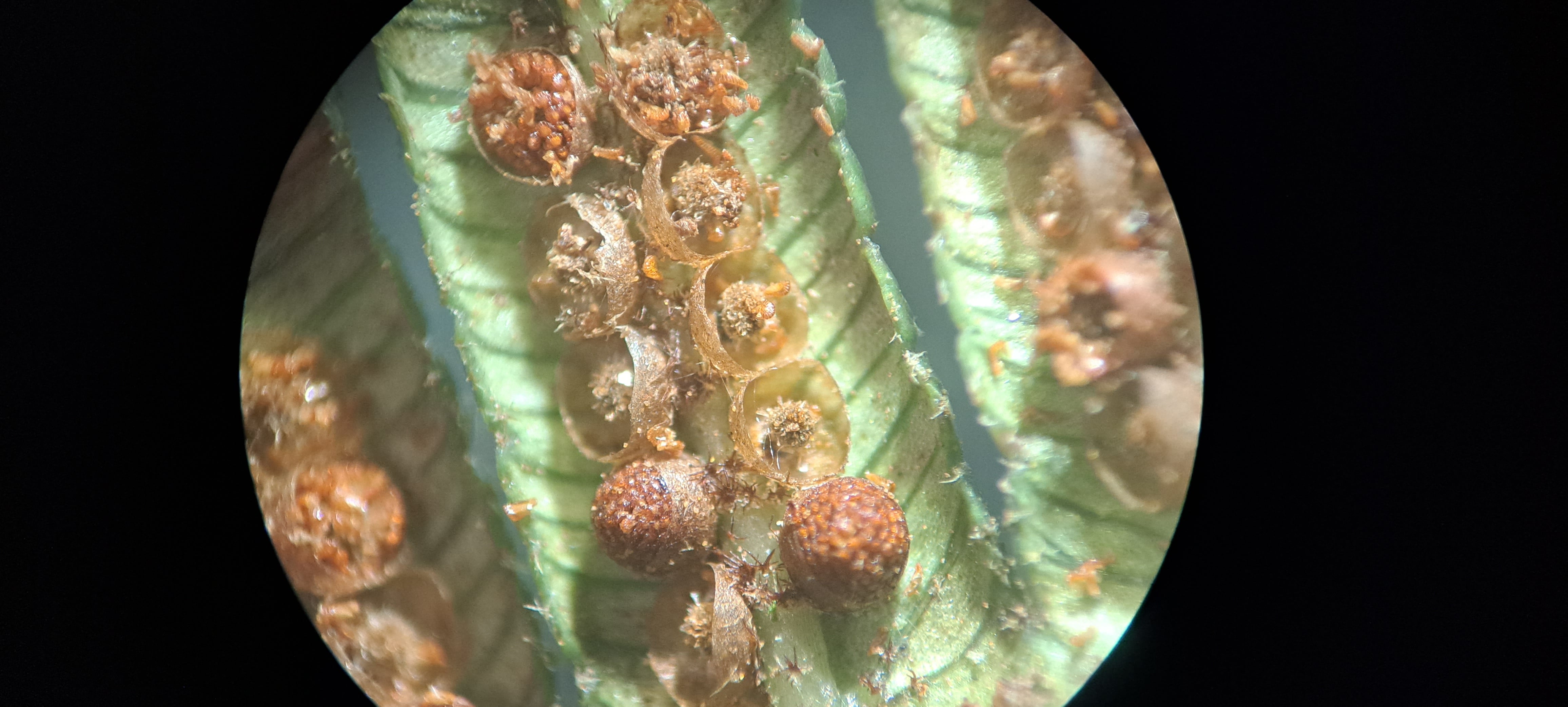 Alsophila erinacea. La Honda.