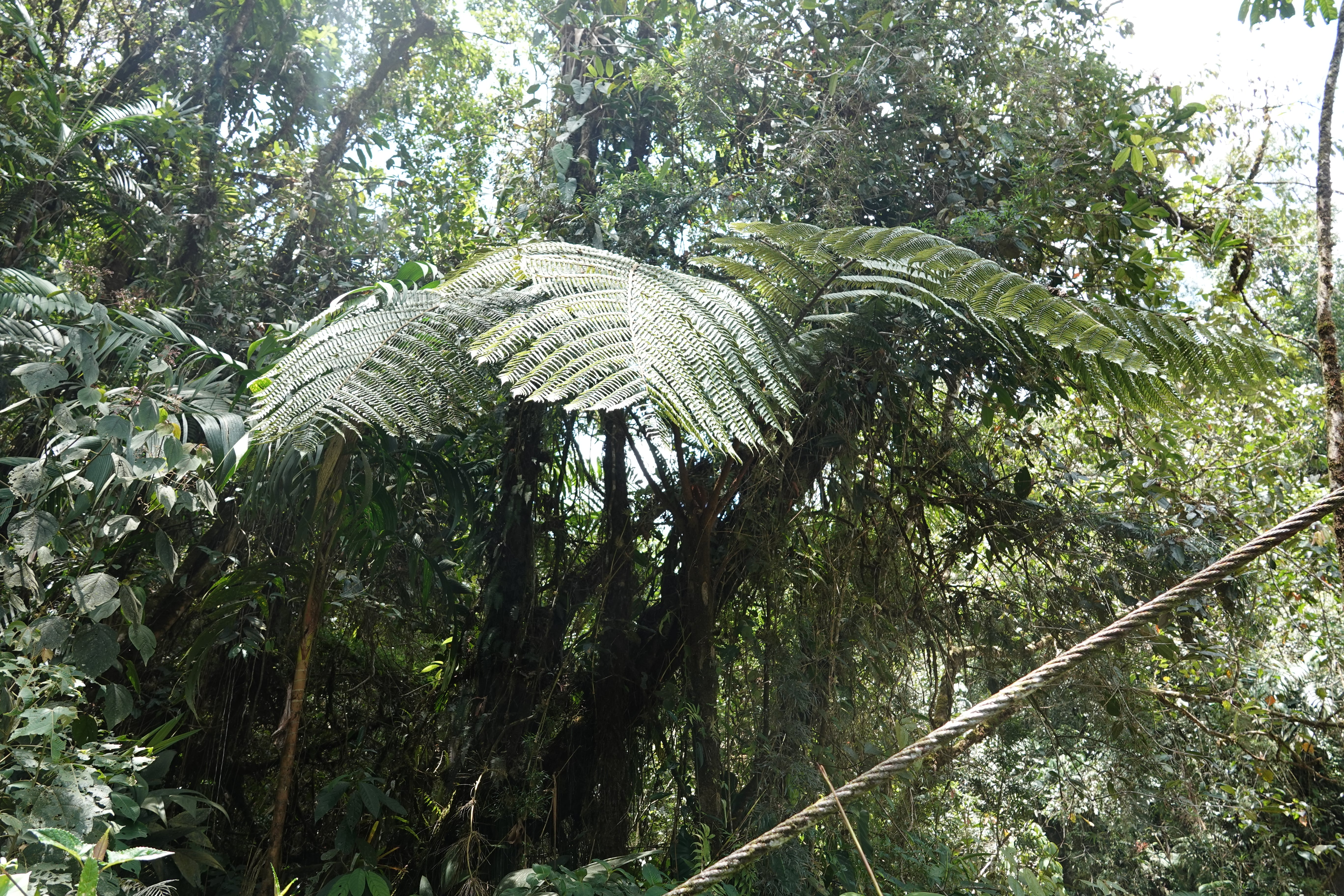 Alsophila erinacea. La Honda.