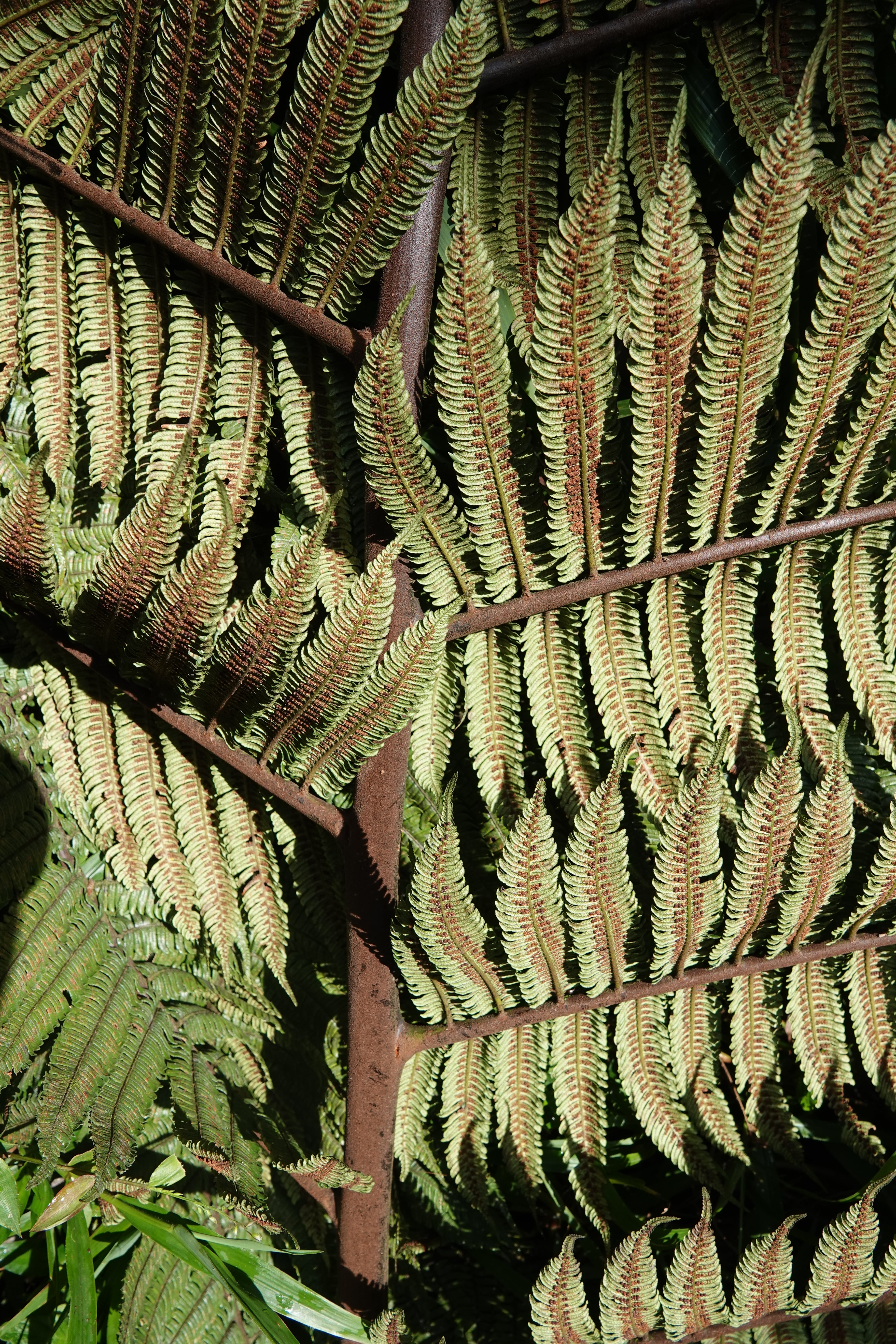 Alsophila erinacea. La Honda.