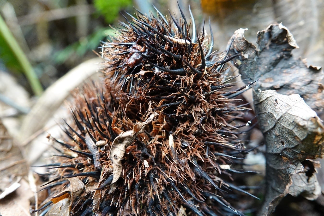 Alsophila erinacea. La Honda.