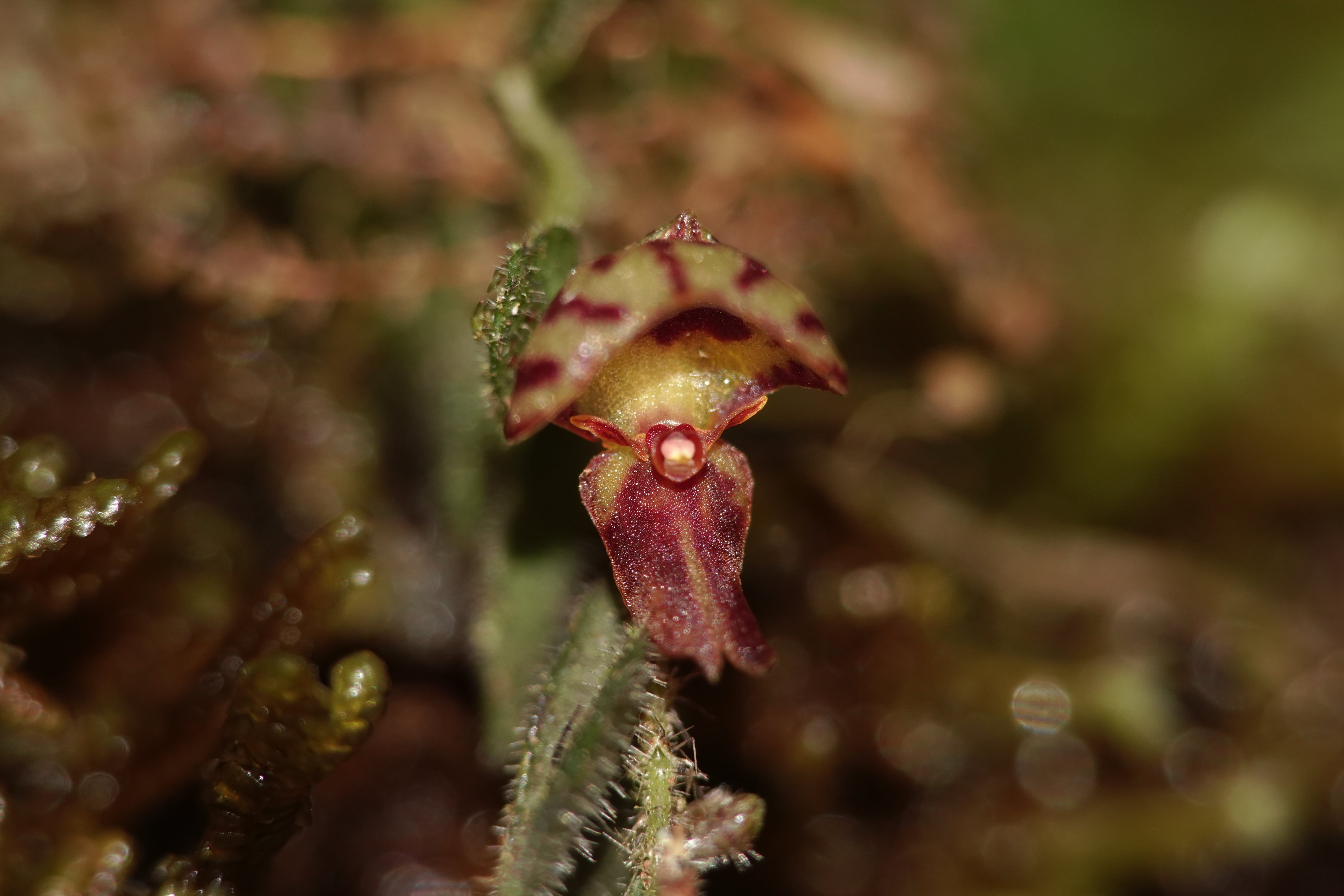 Andinia pilosella