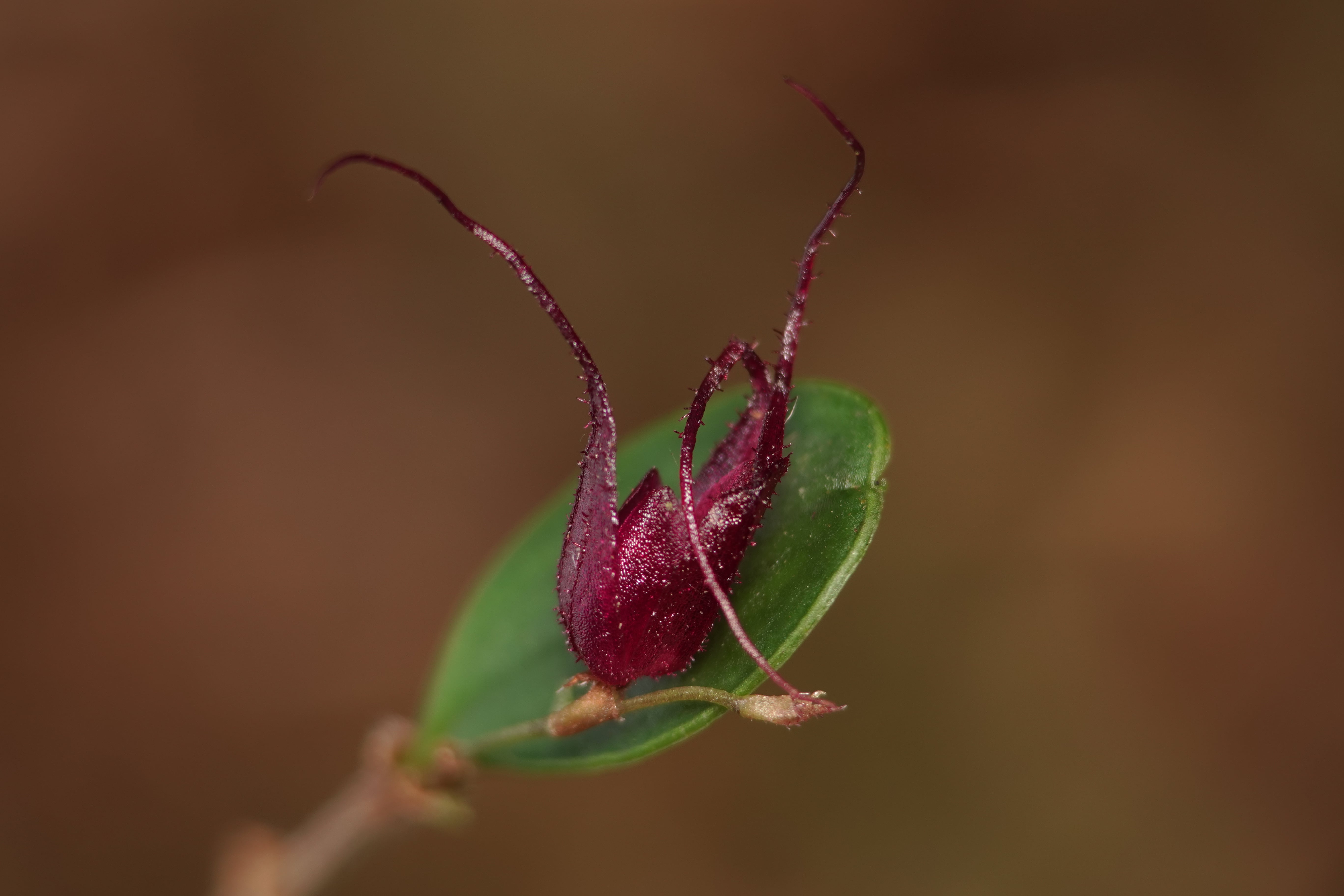 Andinia sp