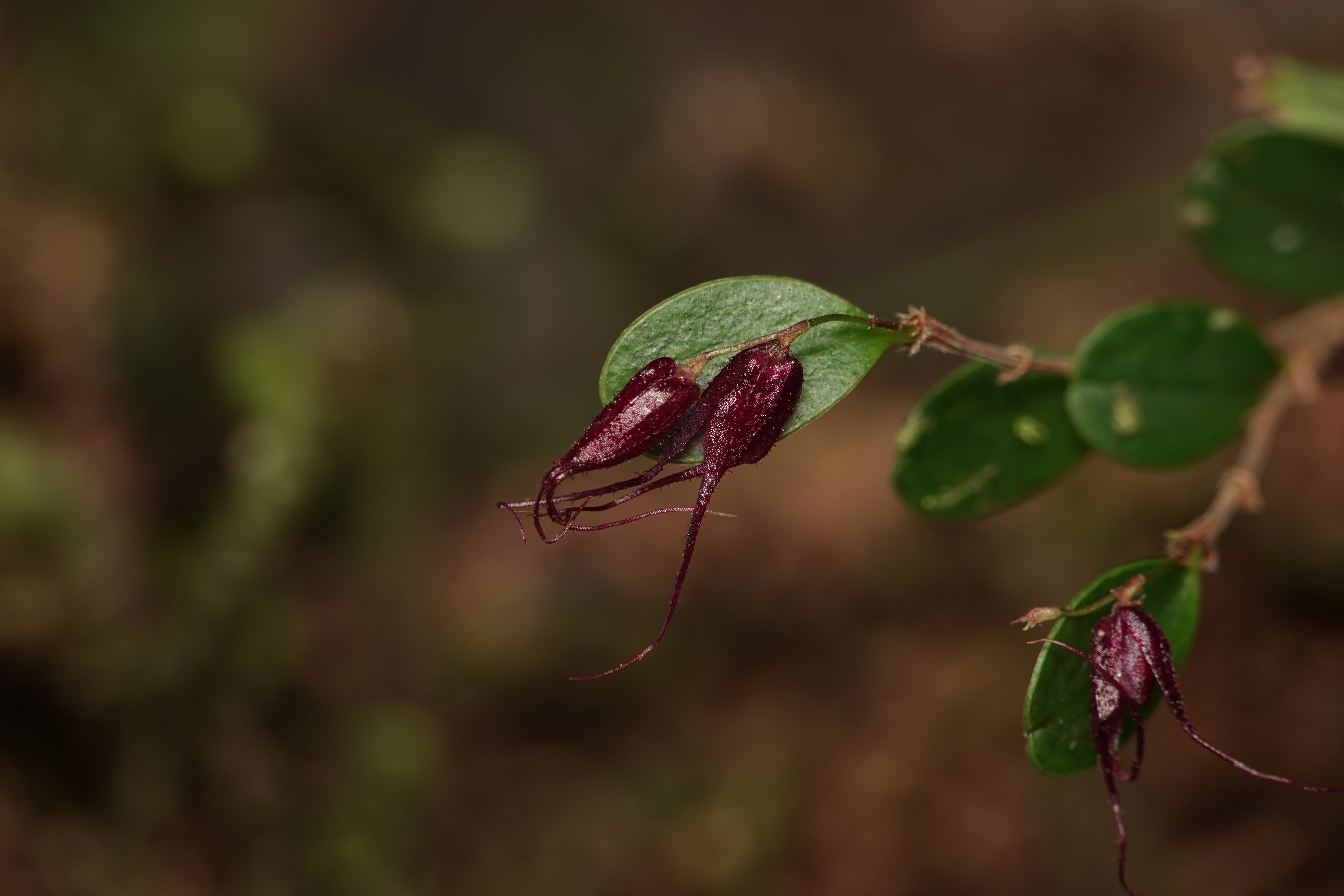 Andinia sp. La Honda.
