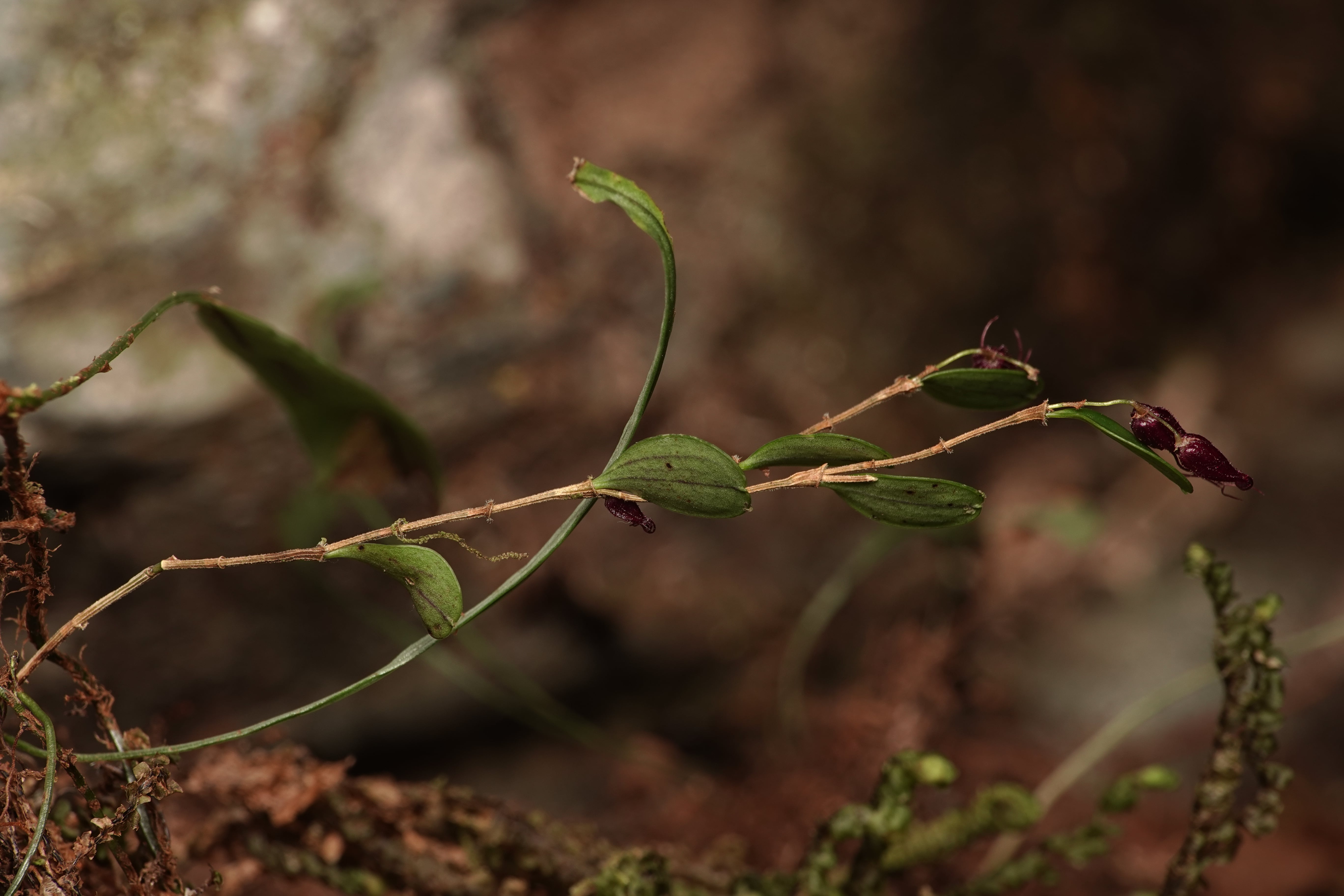 Andinia sp. La Honda.