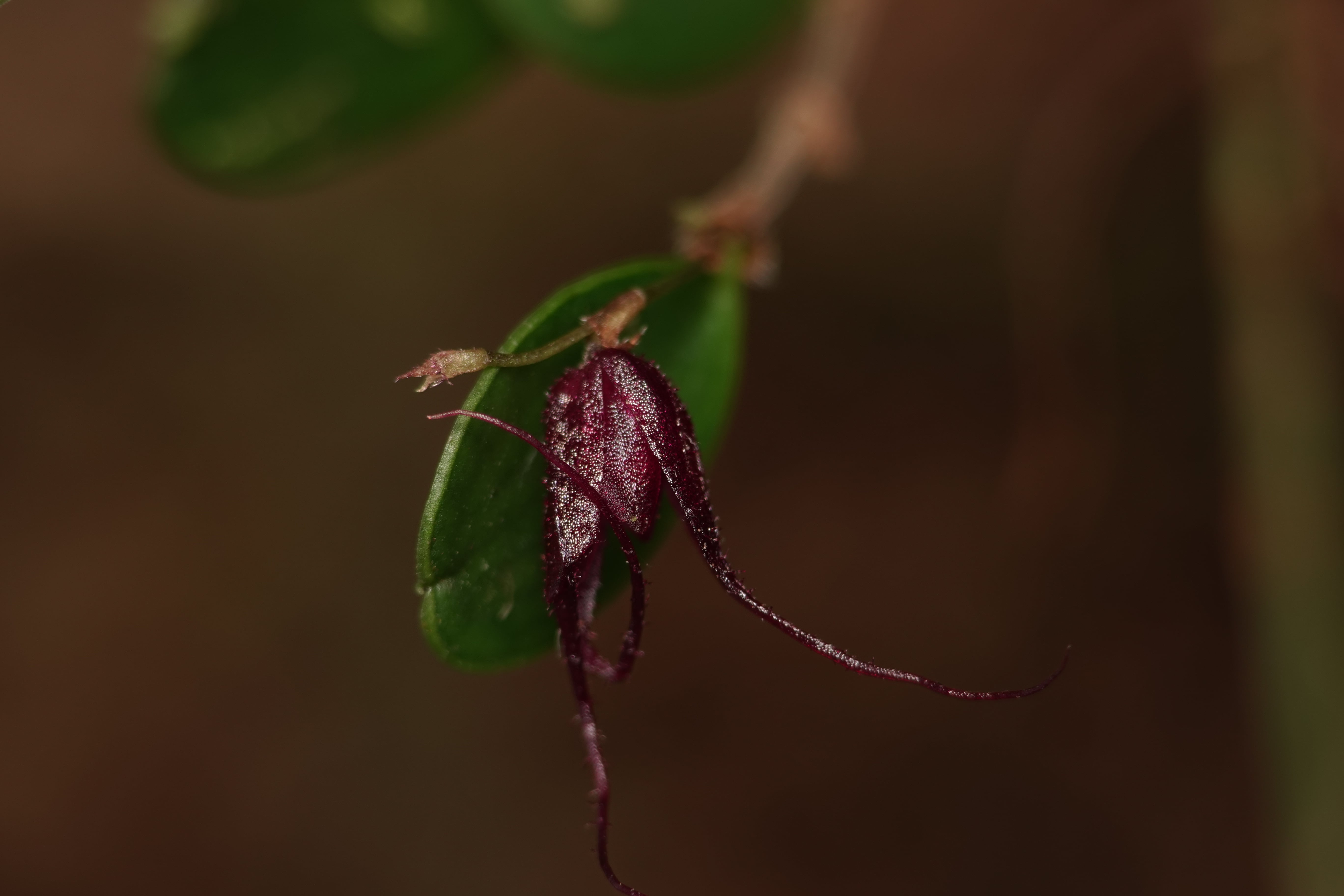 Andinia sp. La Honda.