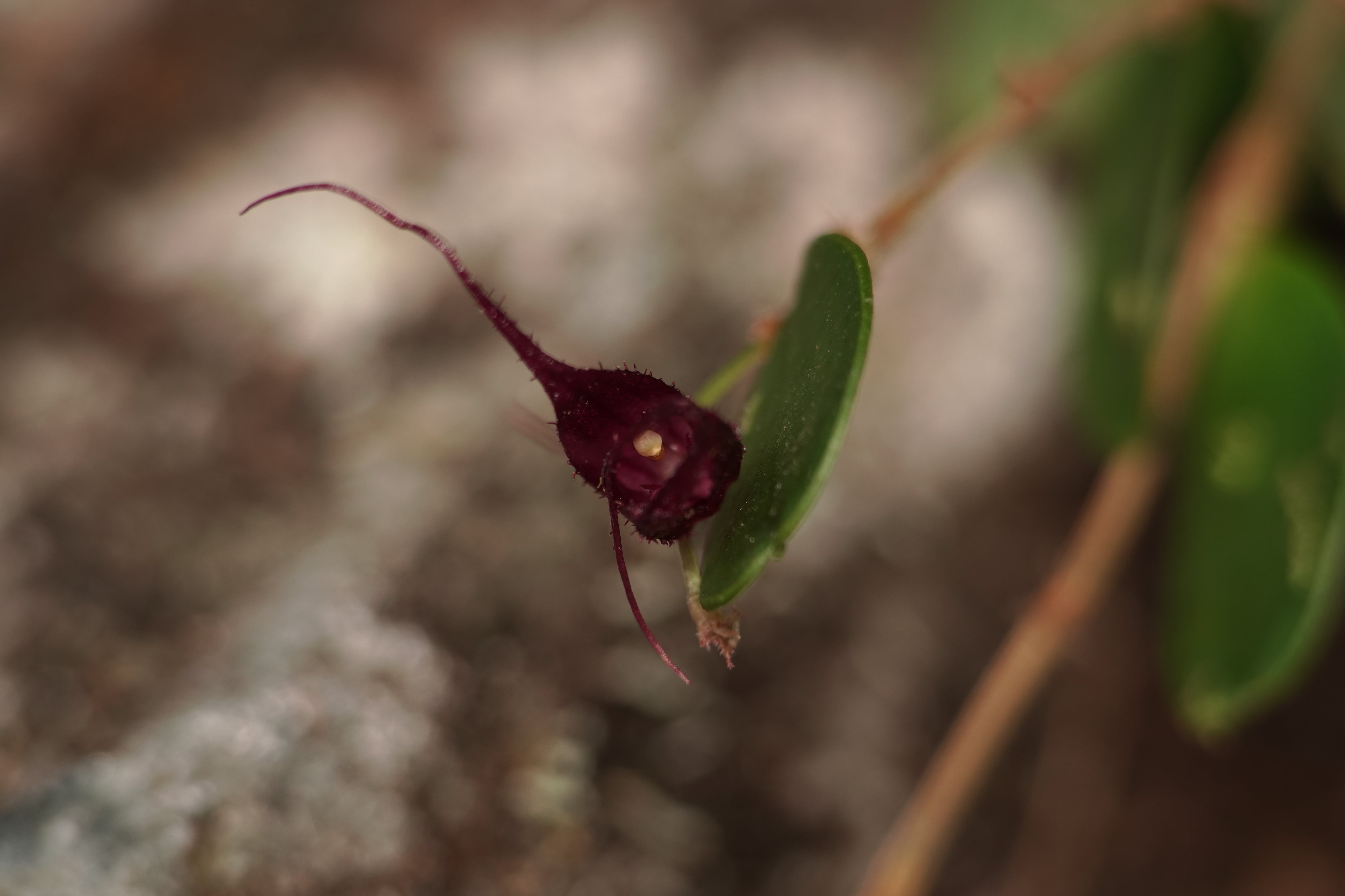 Andinia sp. La Honda.