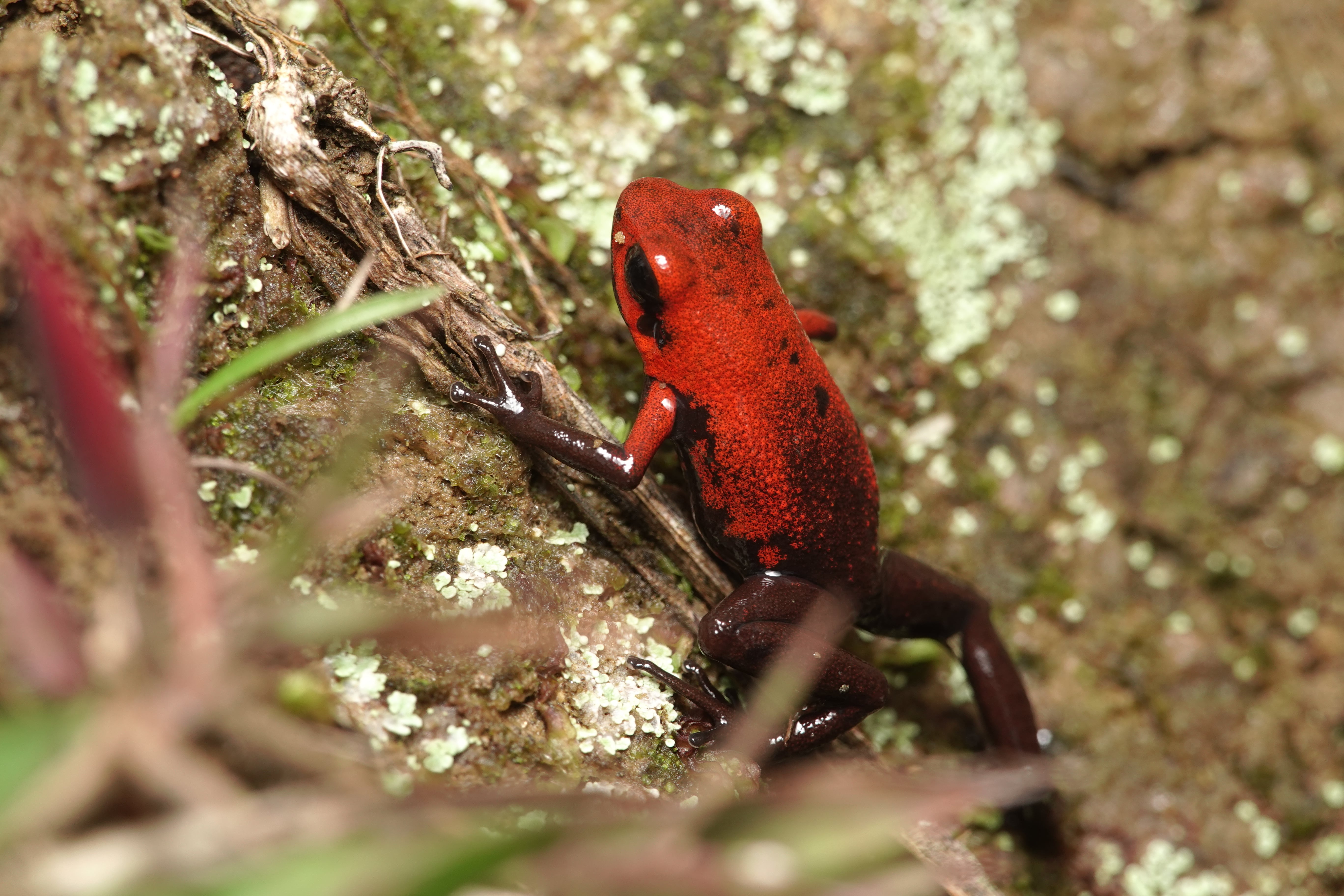 Andinobates opisthomelas