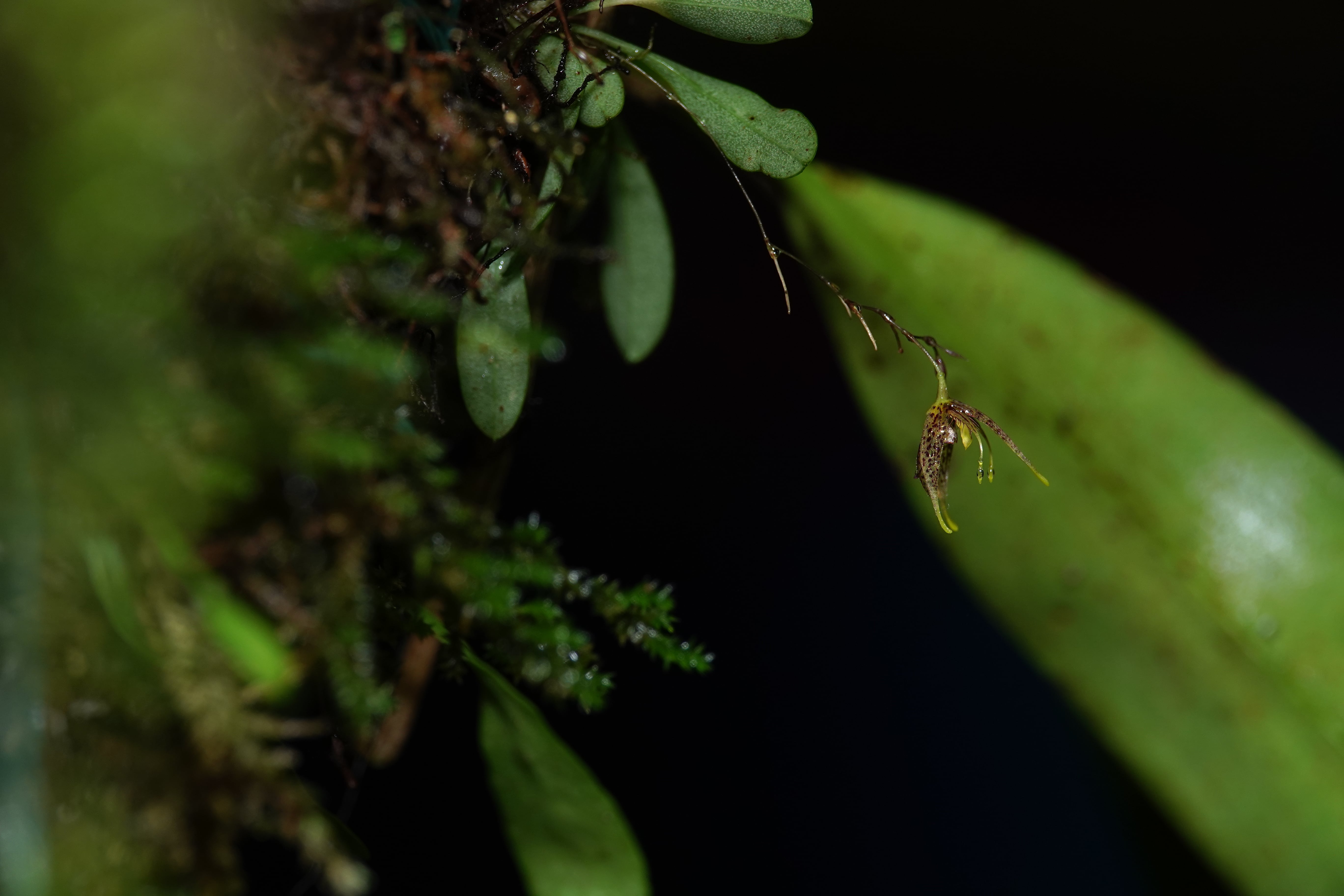 *Andreettaea sp*. La Honda.