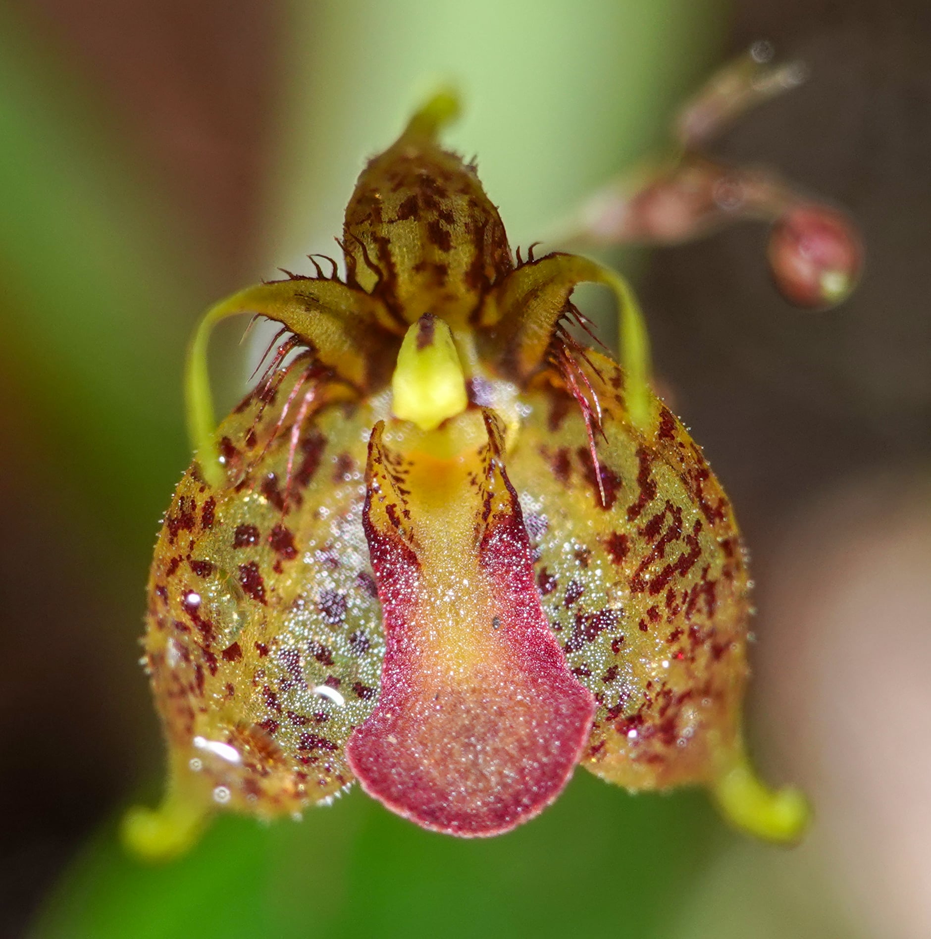 Andreettaea sp