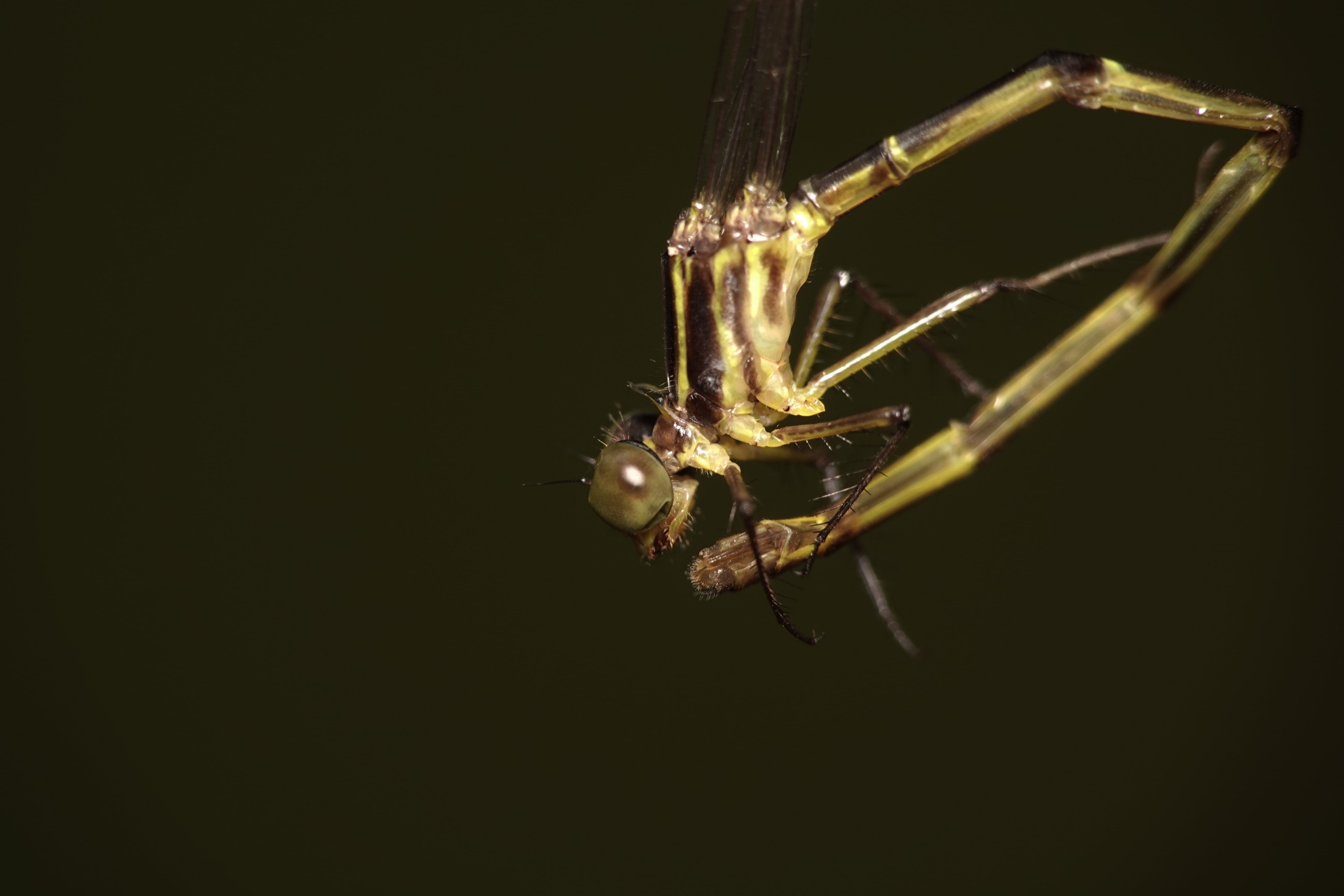 Archaeopodagrion sp 1