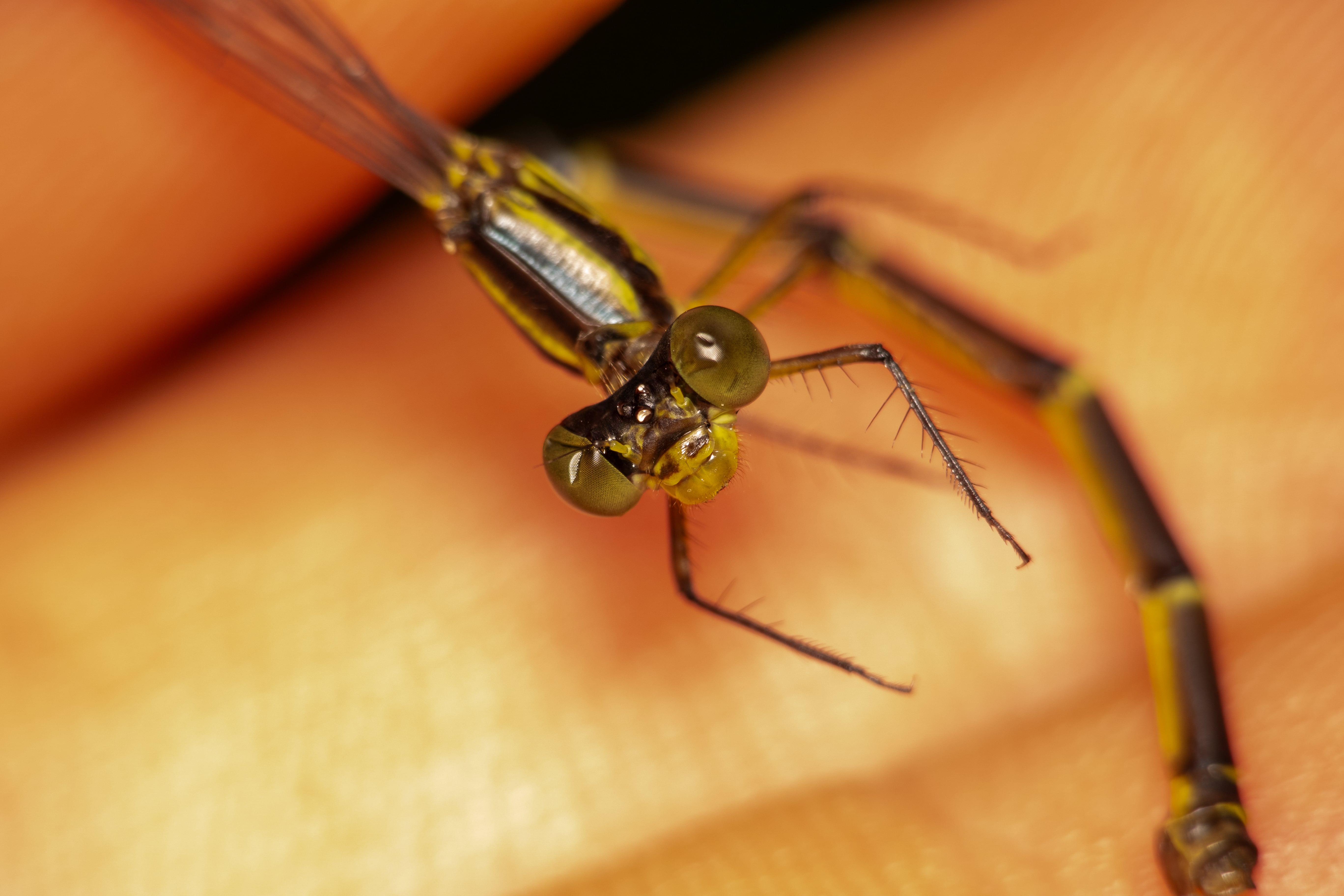 Archaeopodagrion sp 1. La Honda.