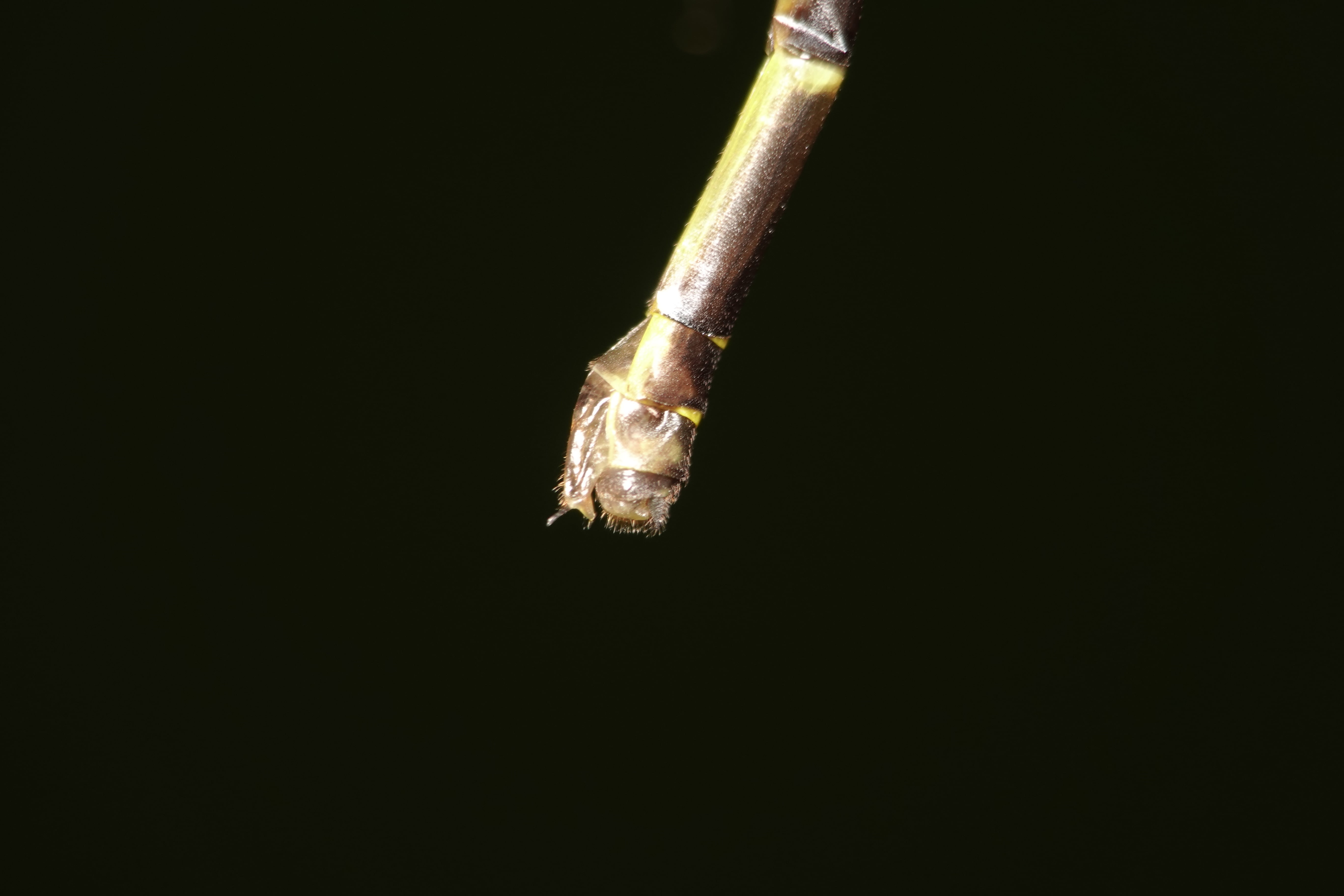 Archaeopodagrion sp 1. La Honda.