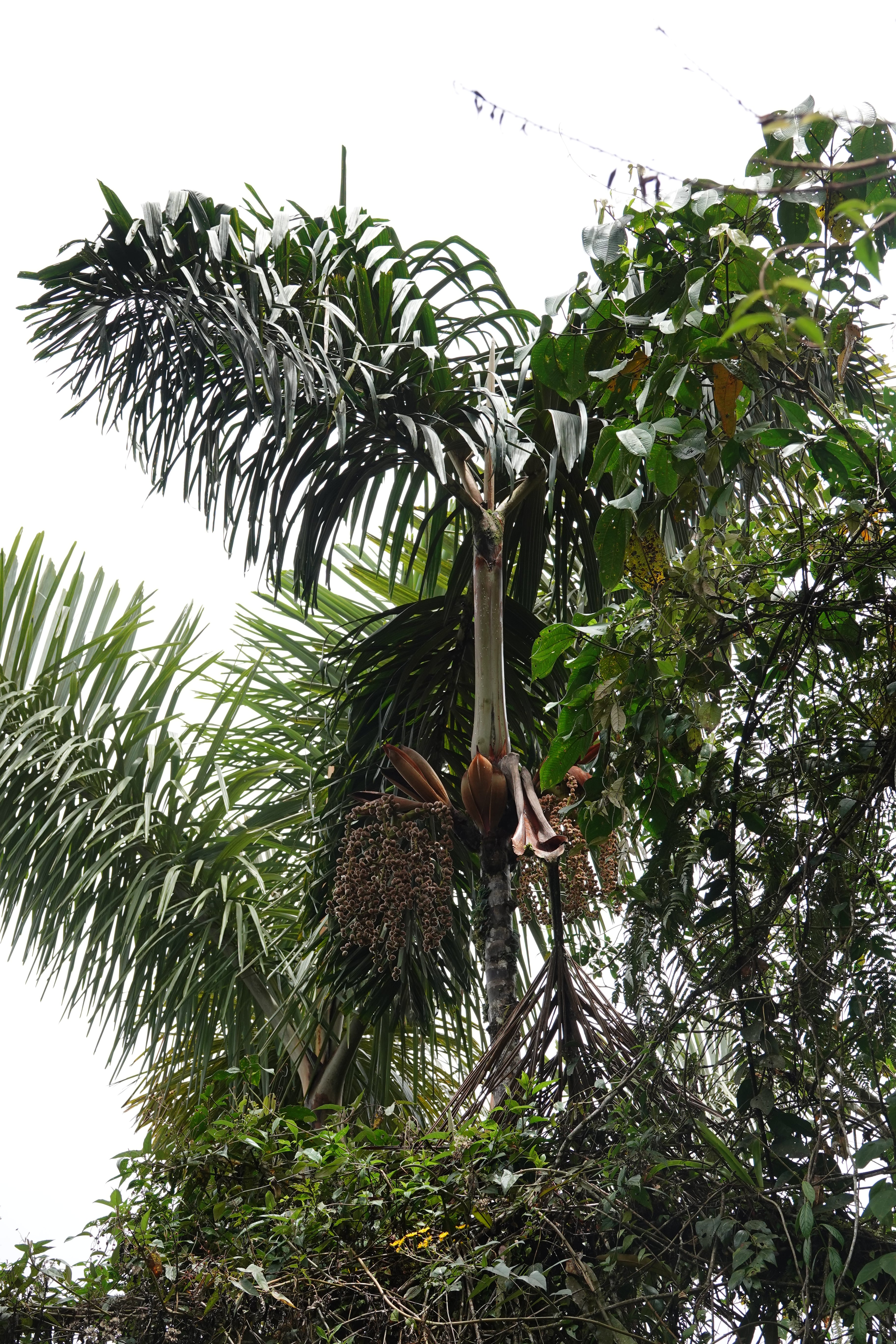 Arecaceae sp 1