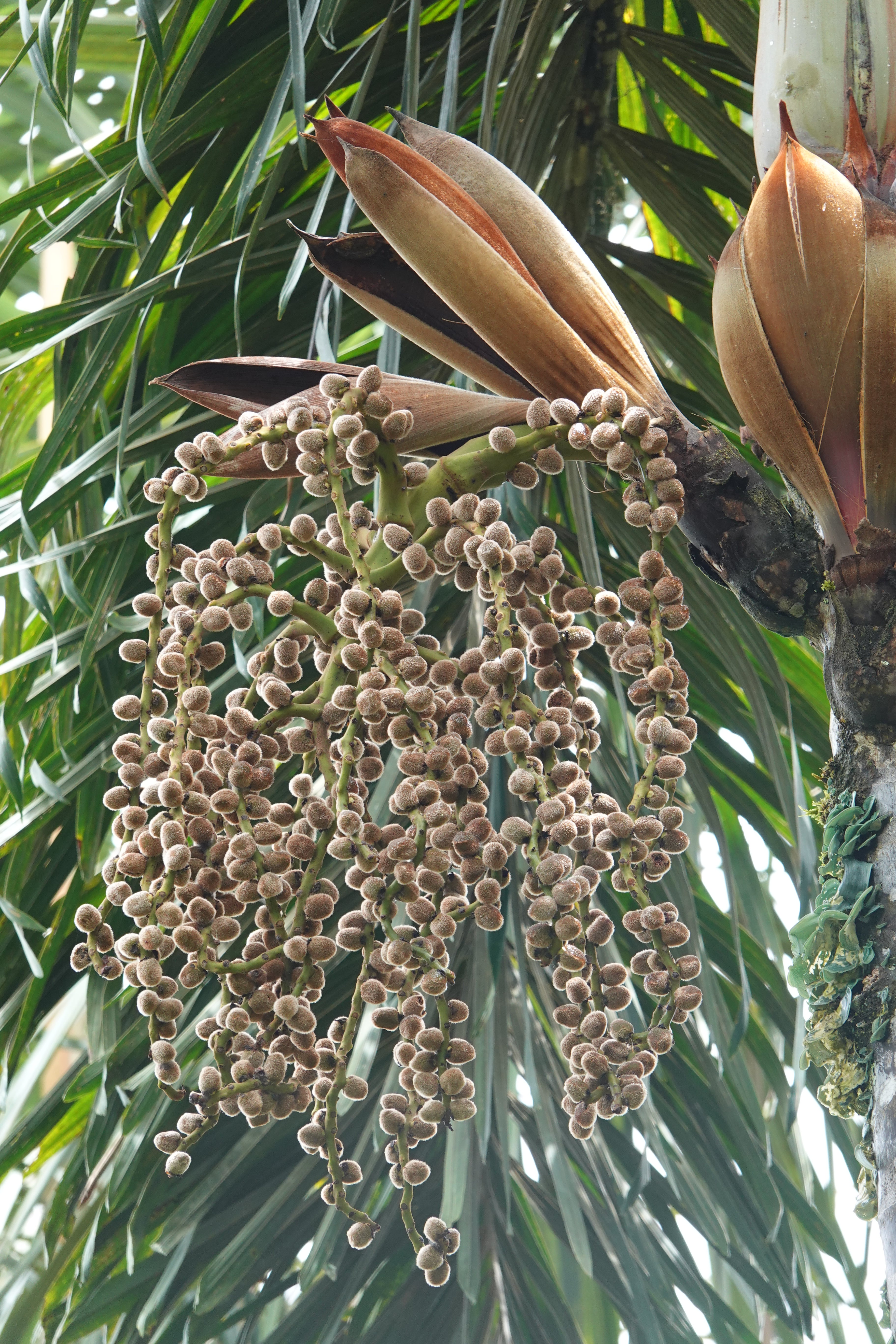 Arecaceae sp 1. La Honda.