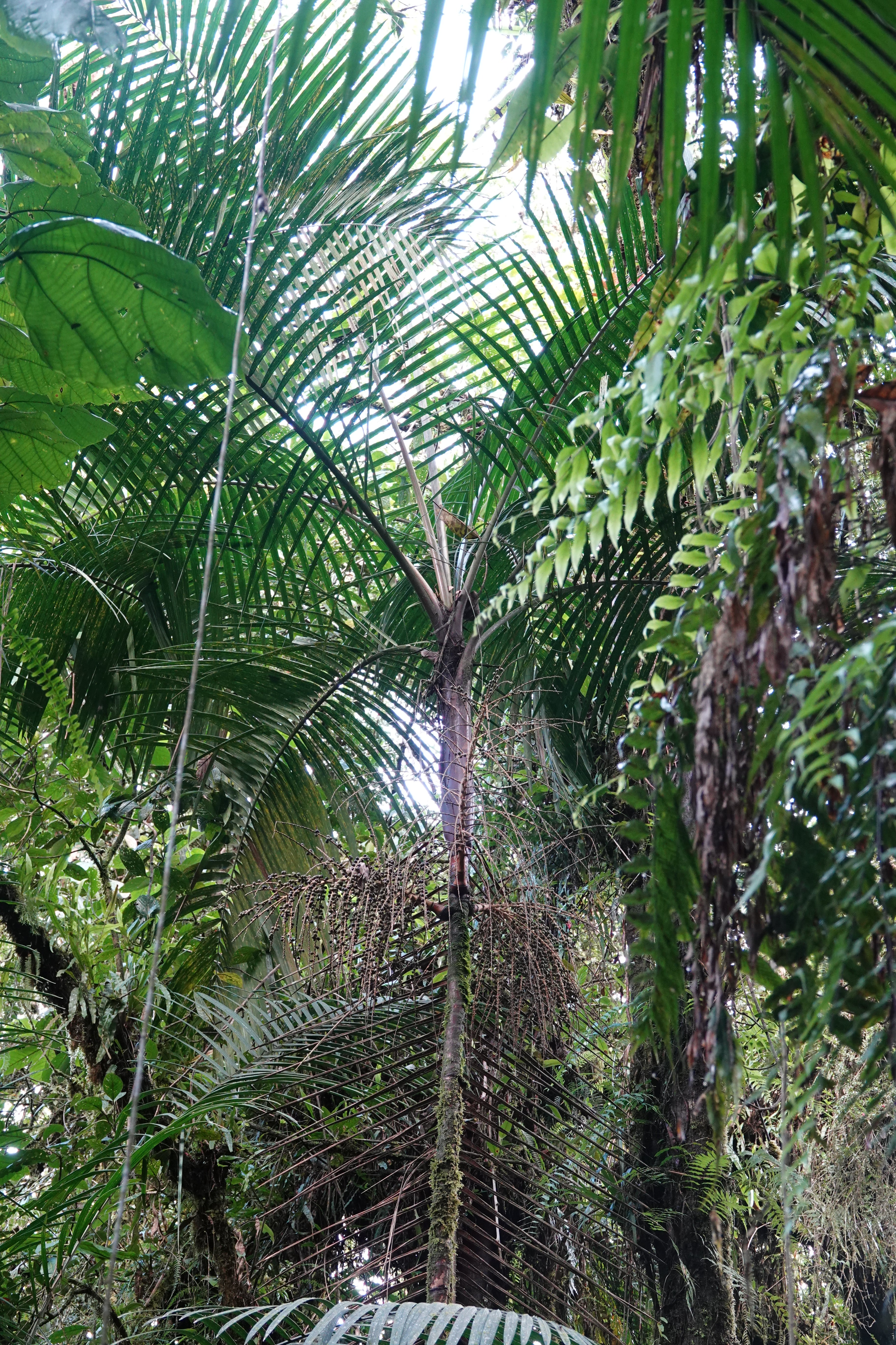 Arecaceae sp 2