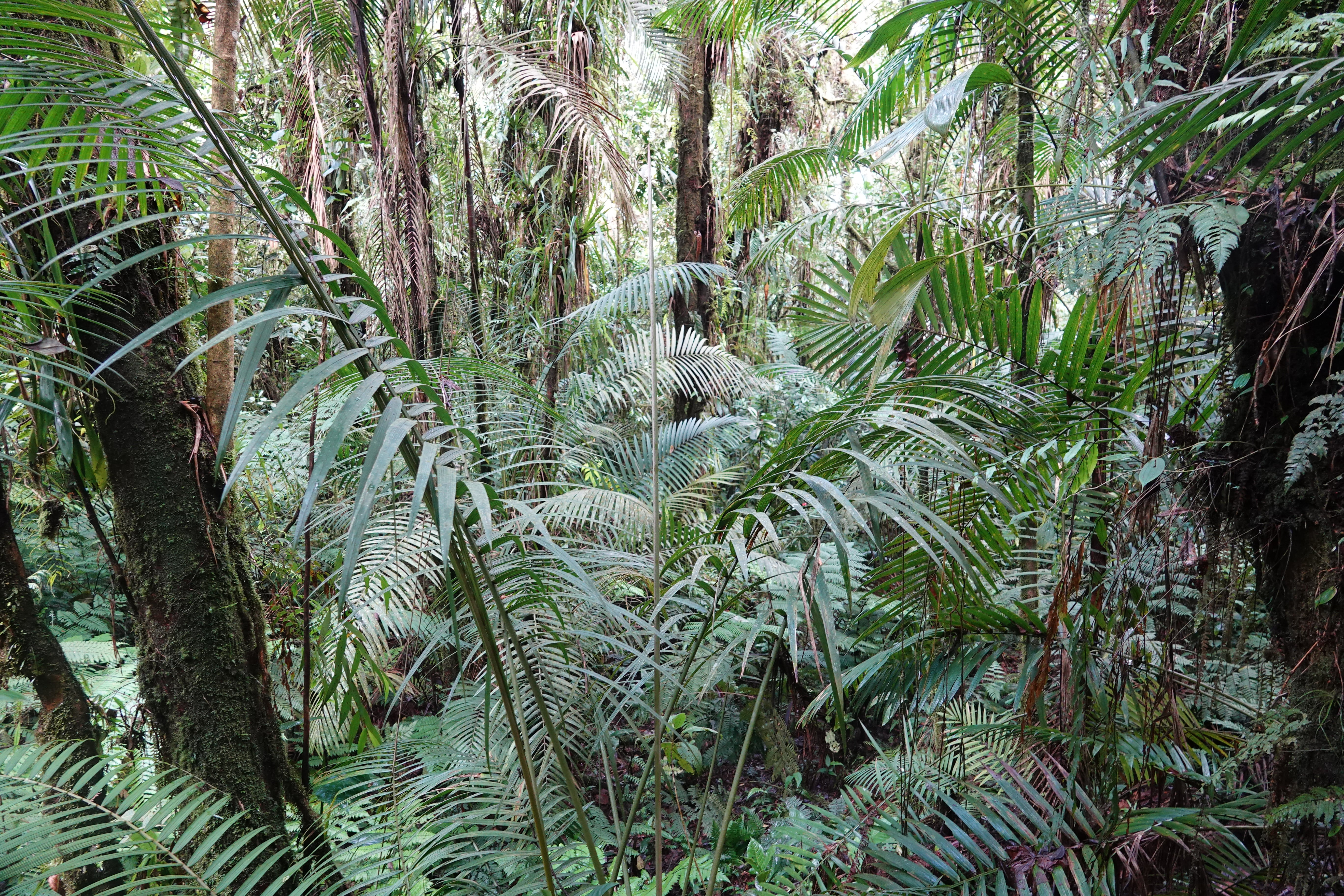 Arecaceae sp 2. La Honda.