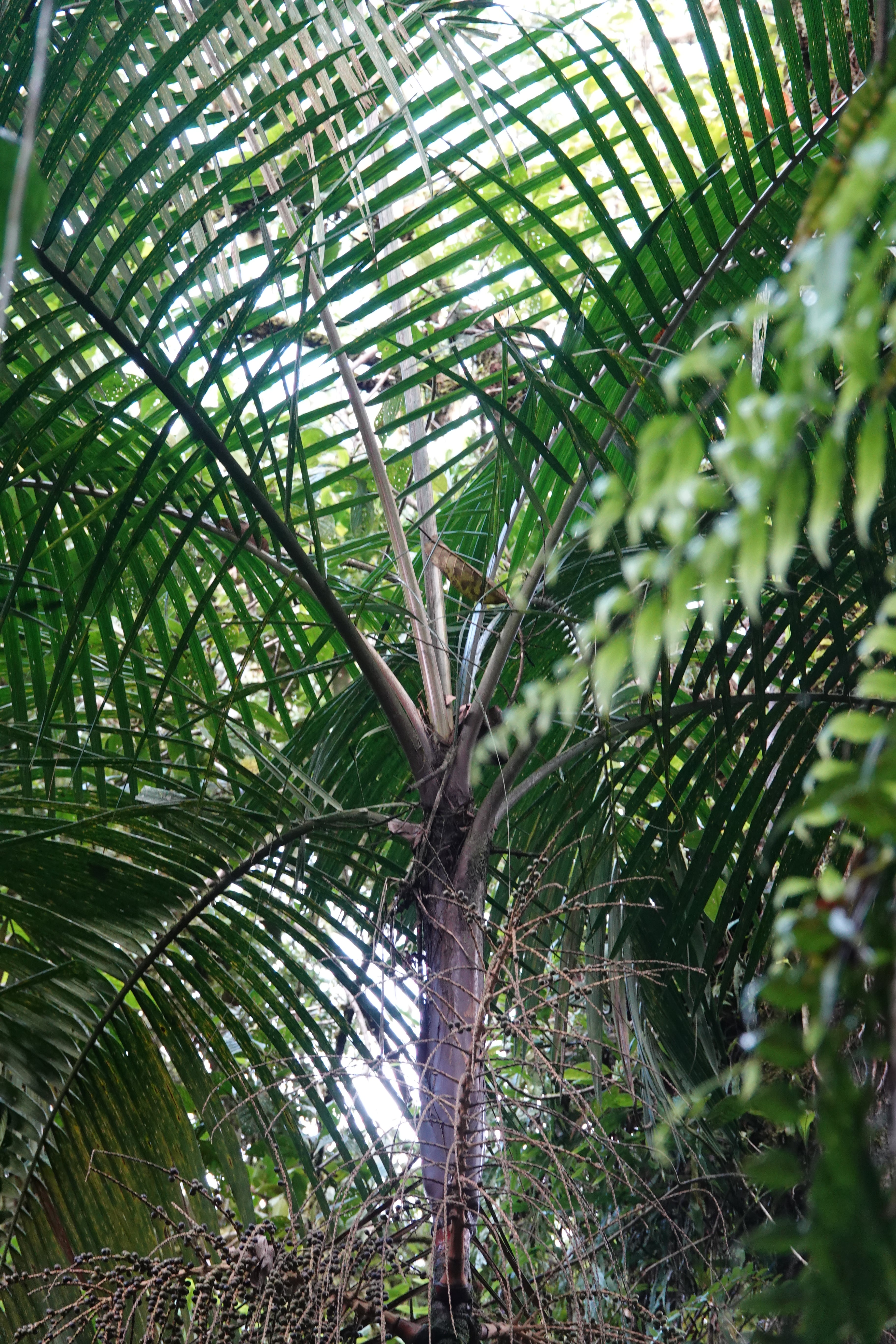 Arecaceae sp 2. La Honda.