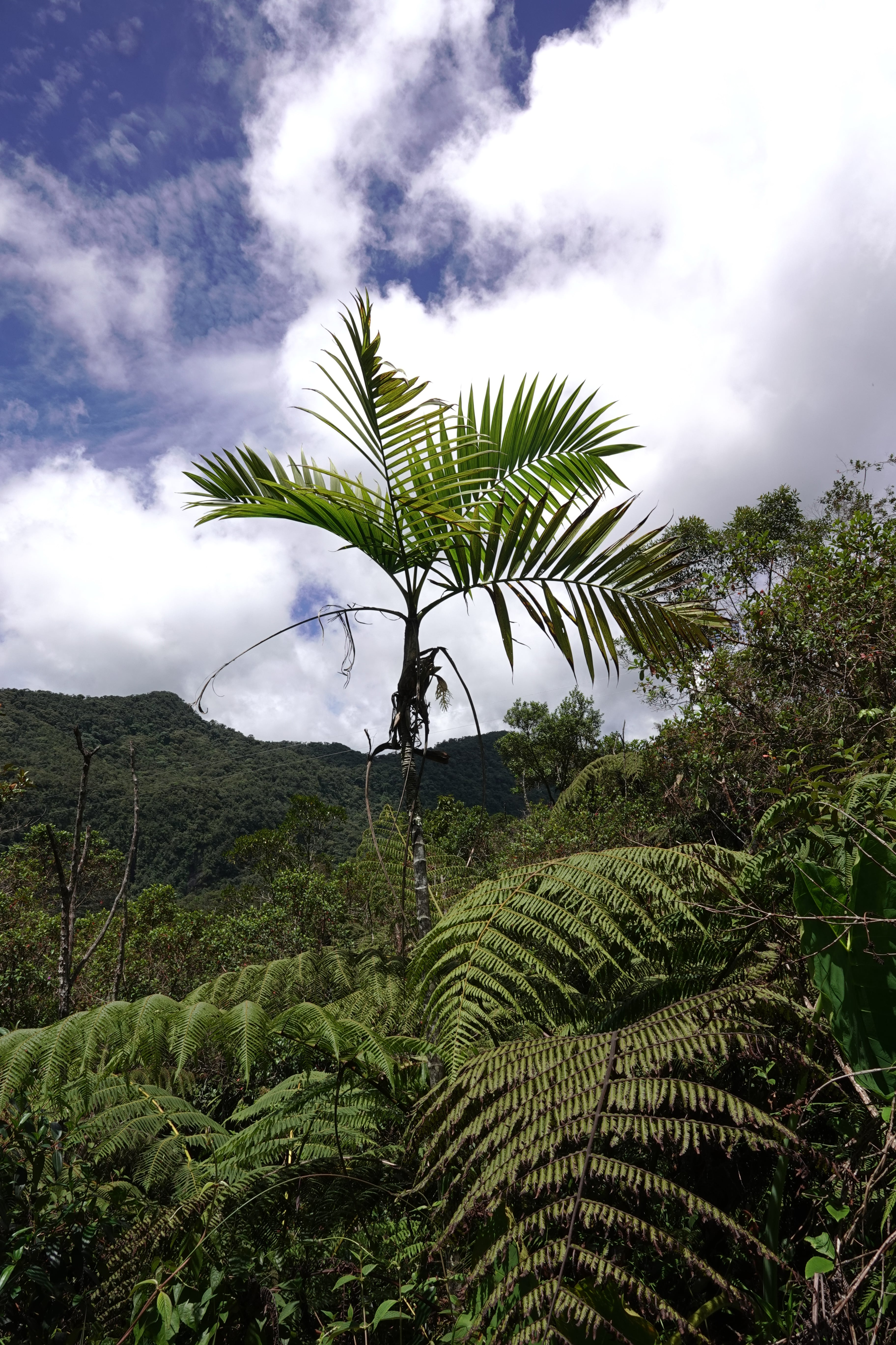 Arecaceae sp 3