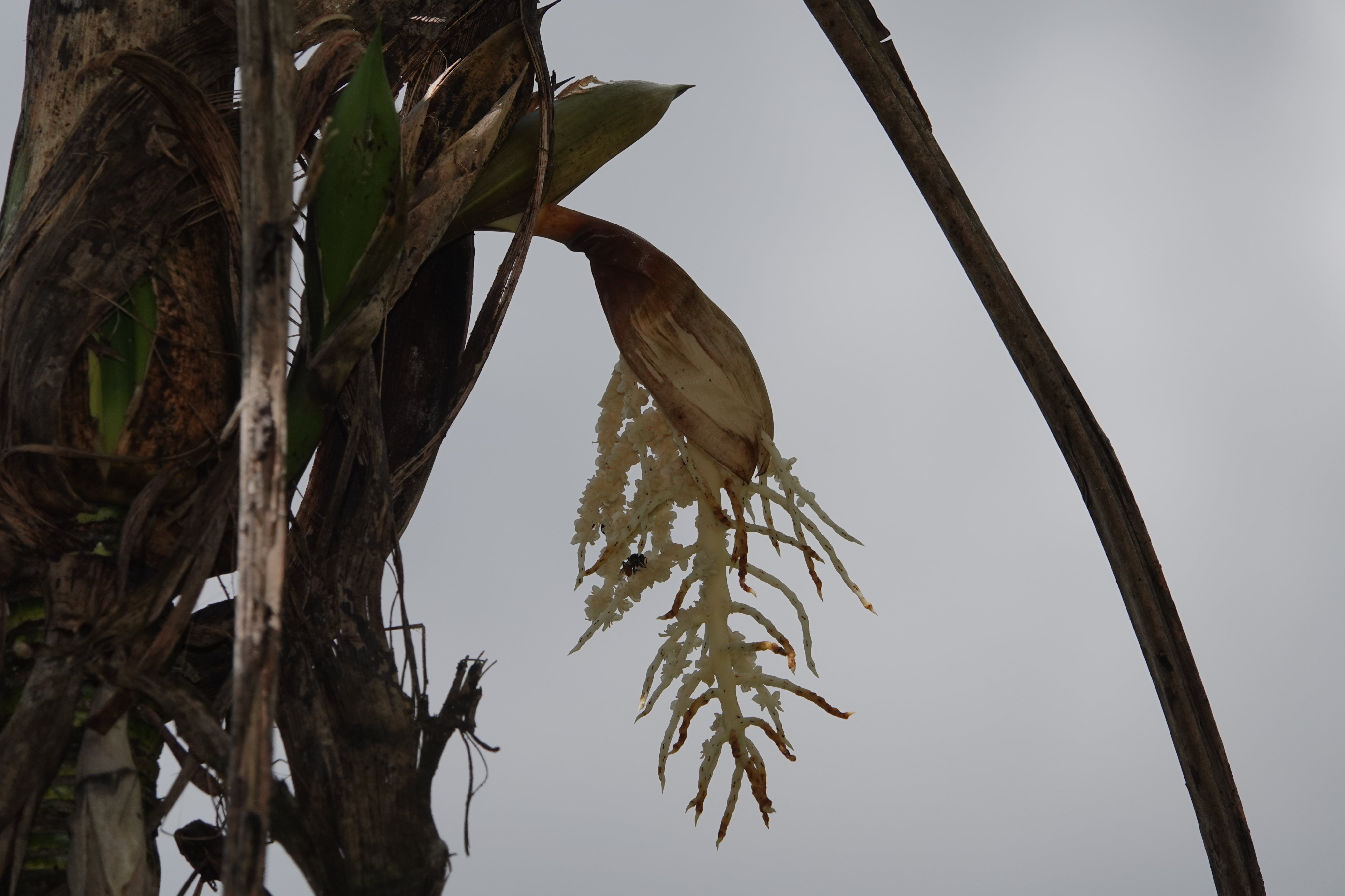 Arecaceae sp 3. La Honda.