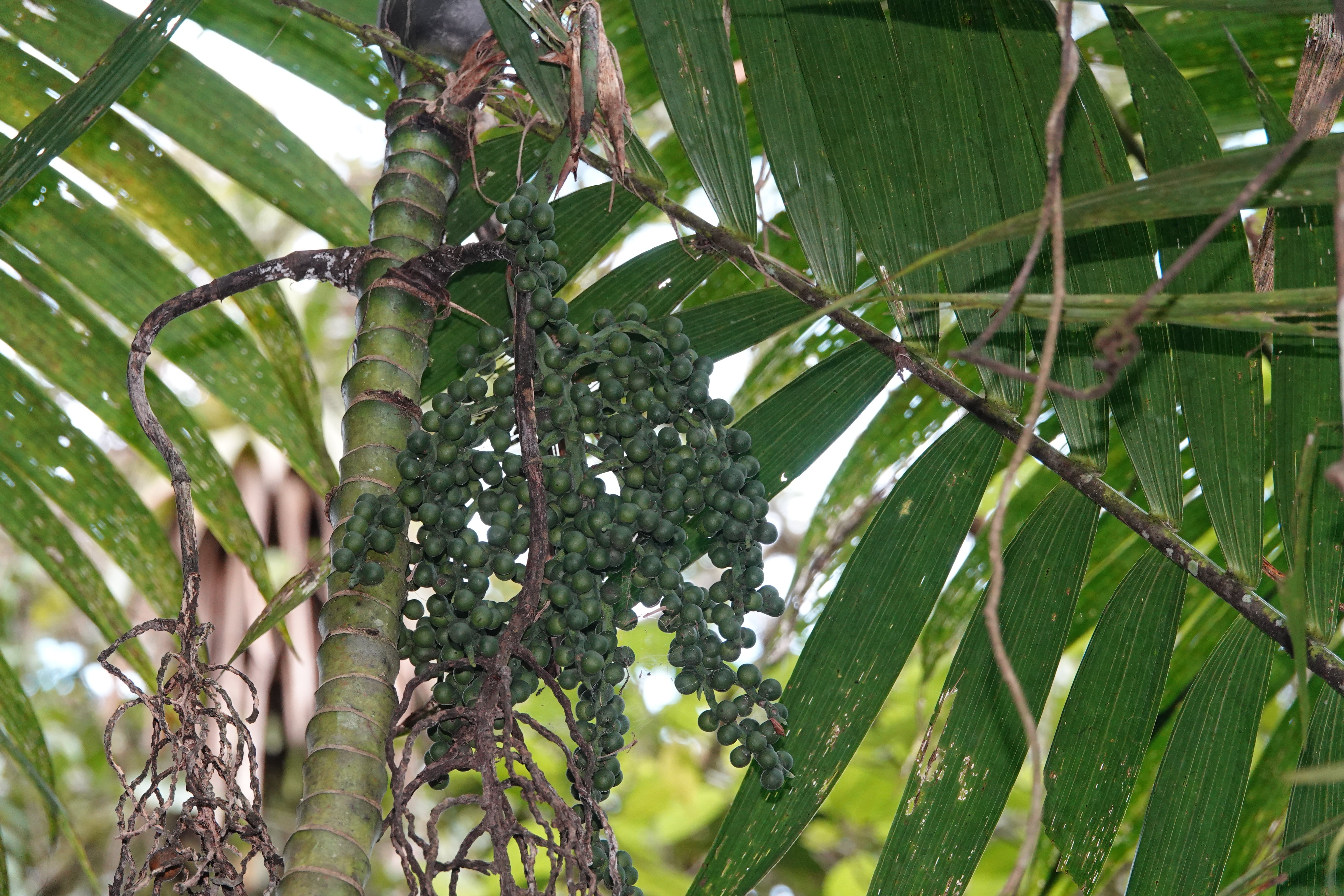 Arecaceae sp 3. La Honda.