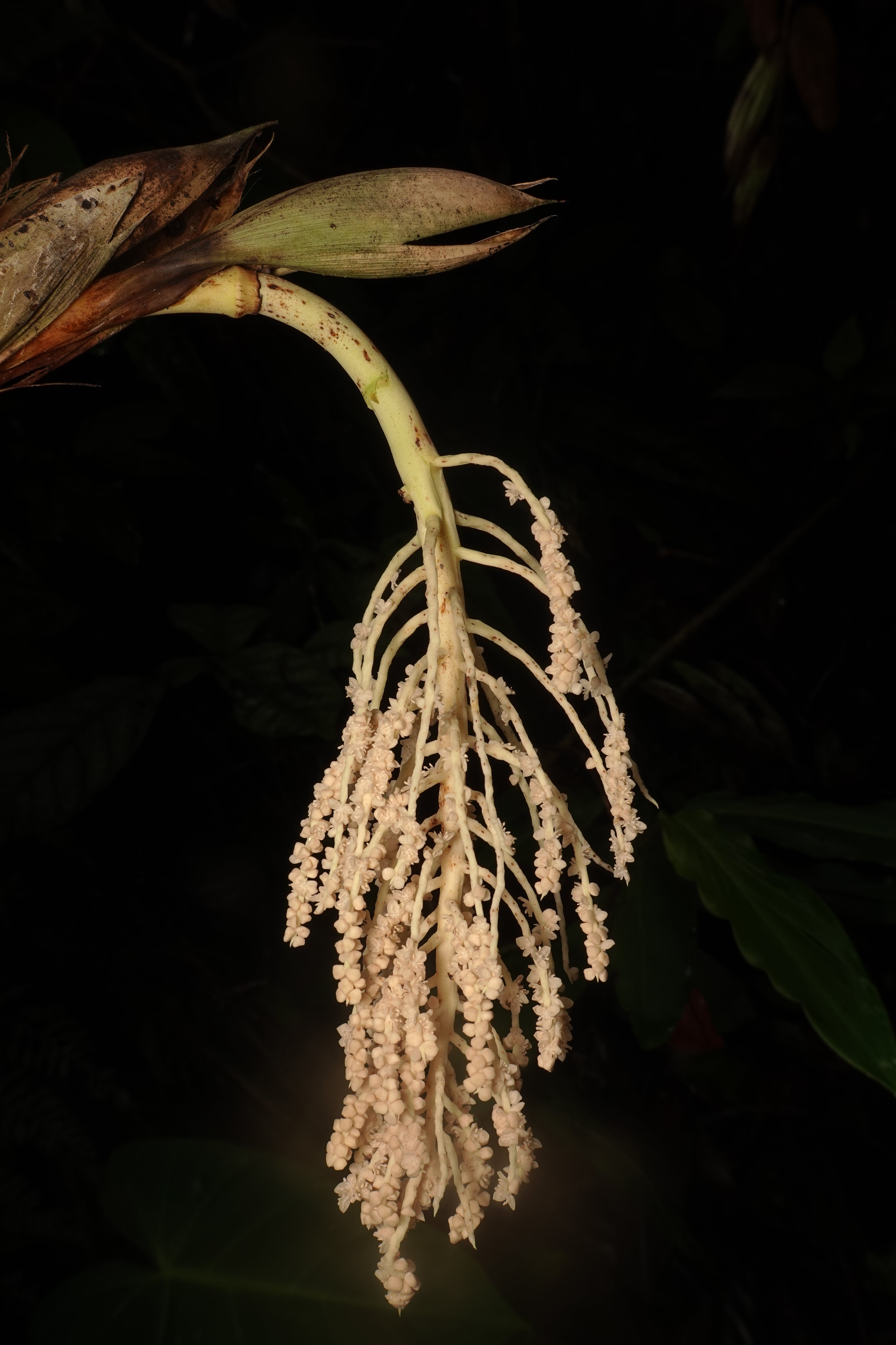 Arecaceae sp 3. La Honda.