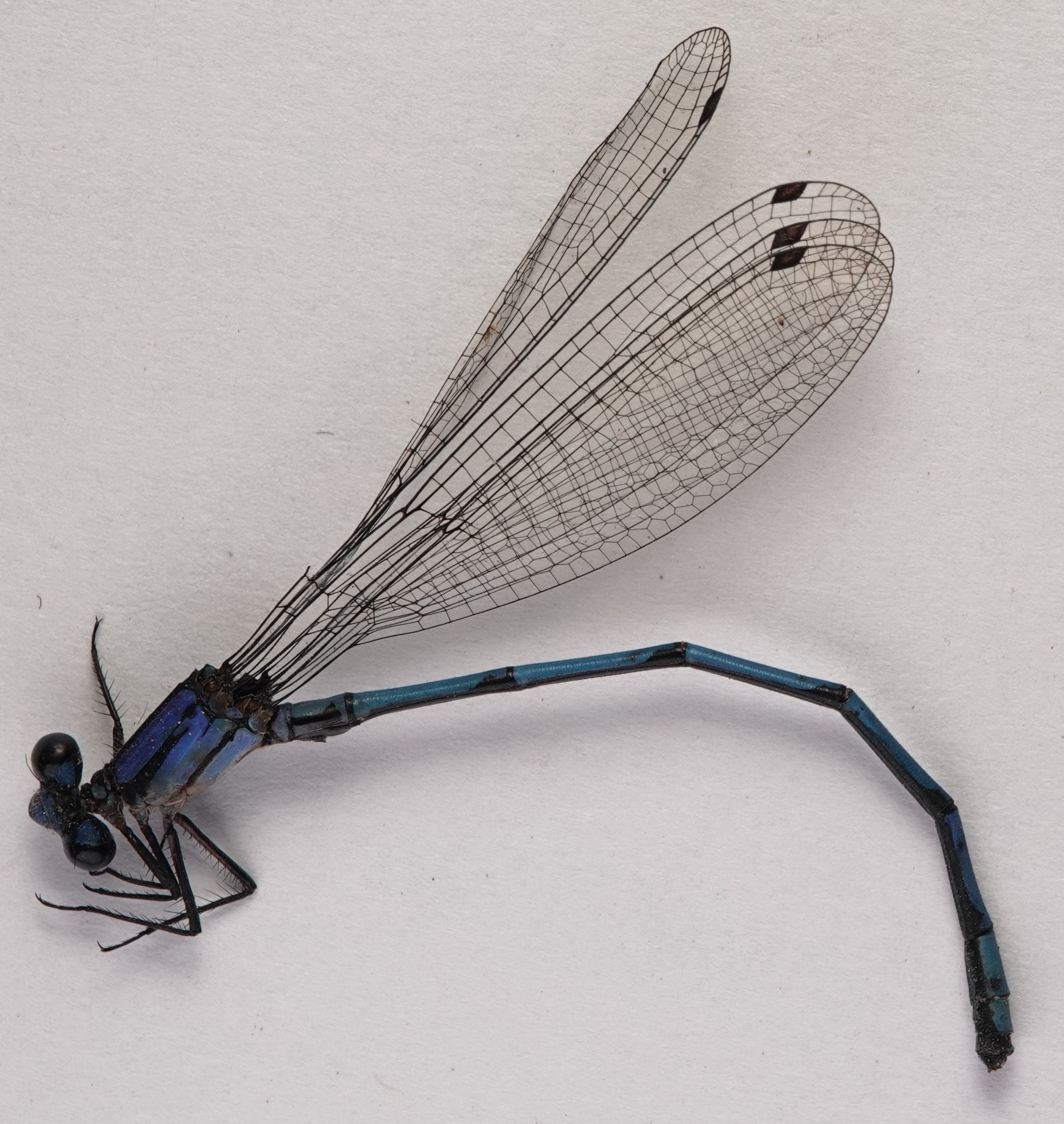 Argia medullaris