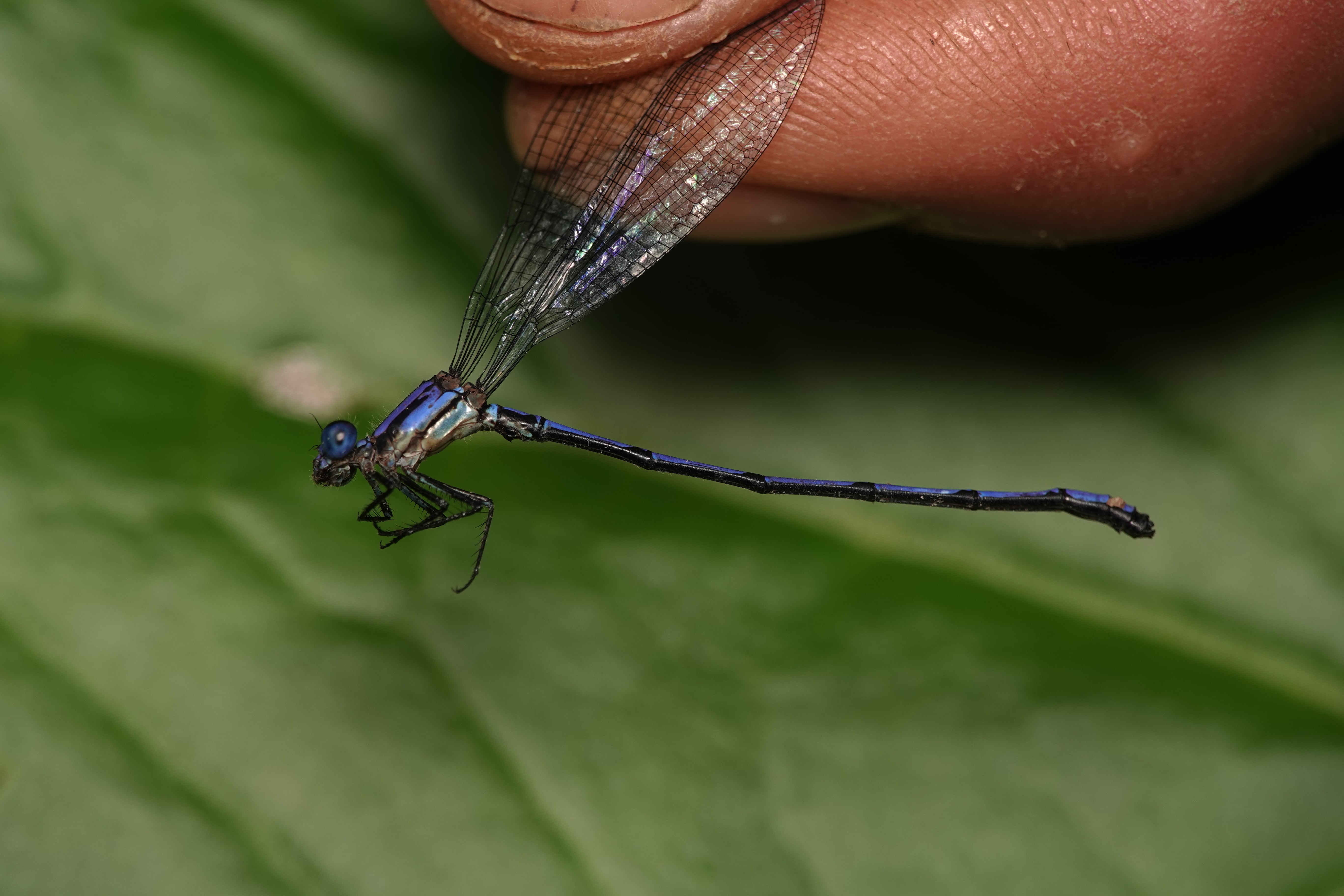 Argia medullaris