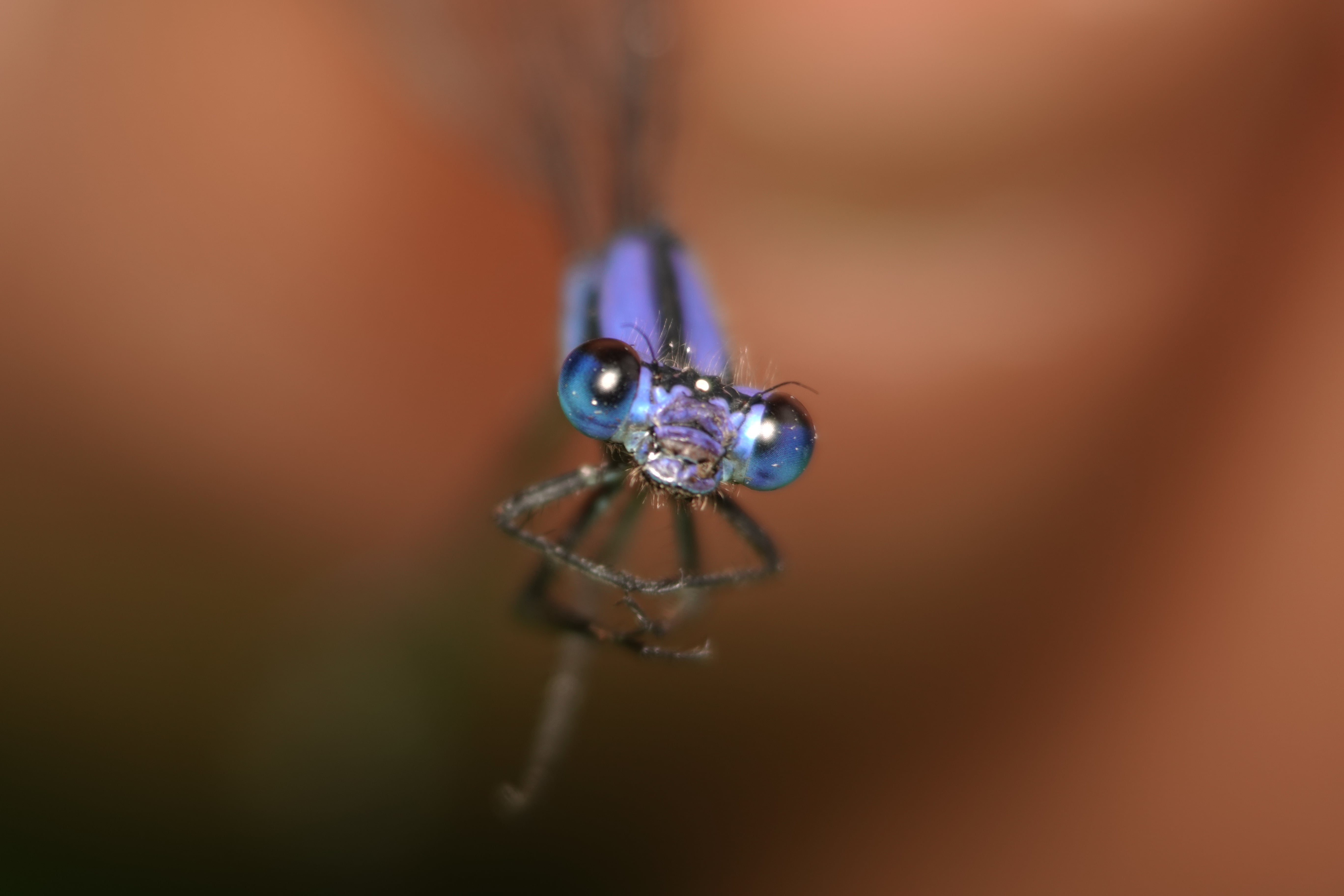 Argia medullaris. La Honda.