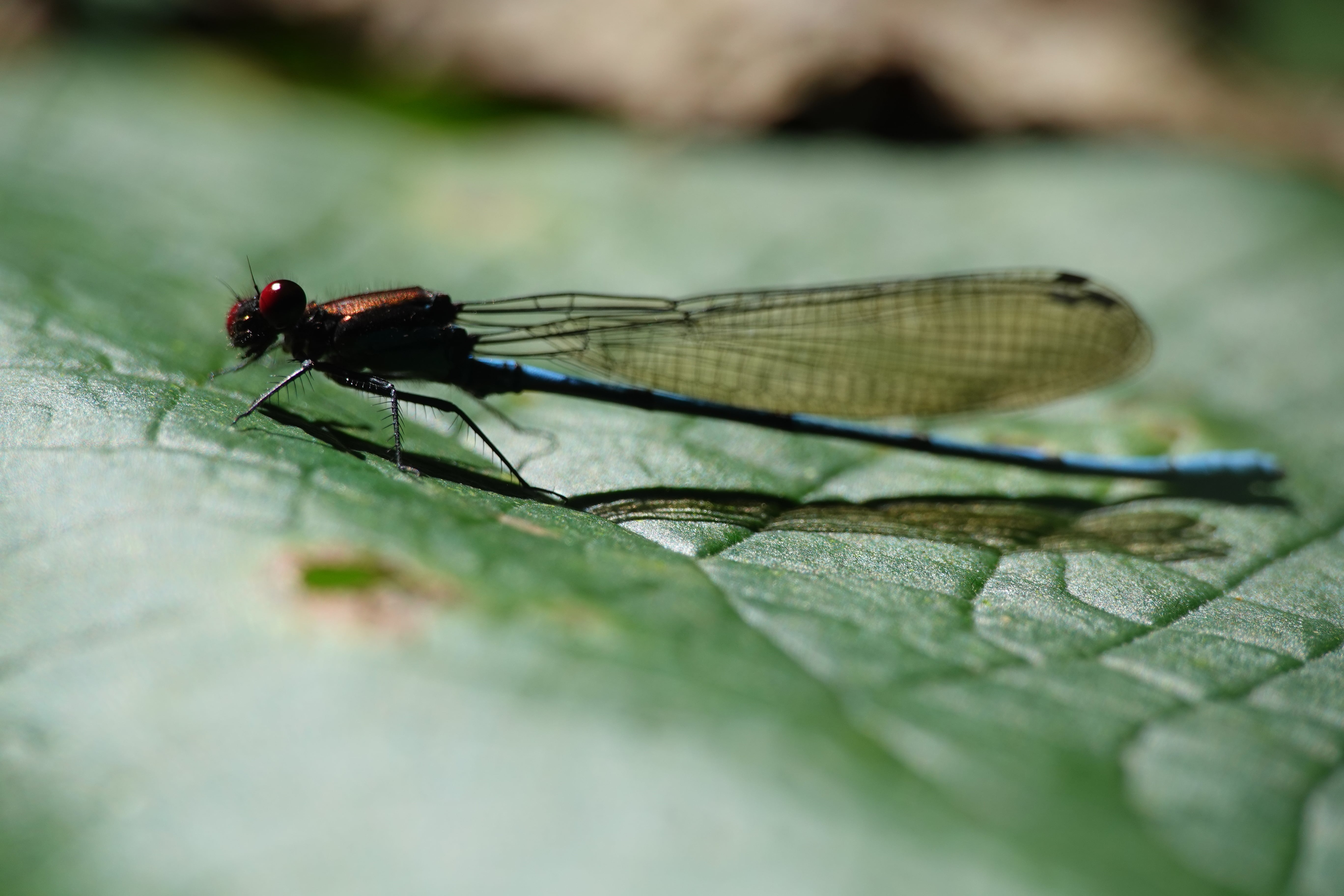 Argia sp. "ojos rojos". La Honda.