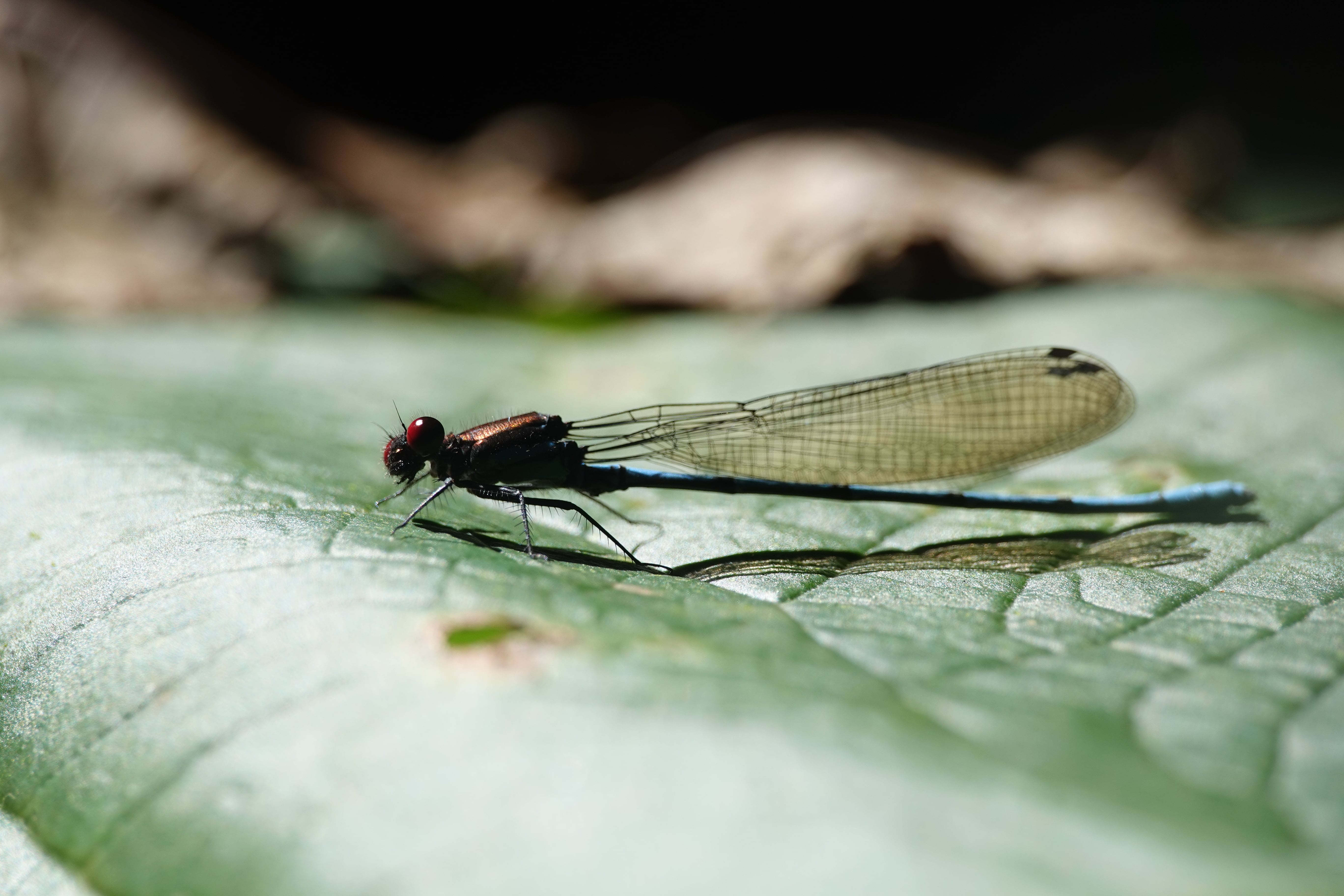 Argia sp. "ojos rojos". La Honda.