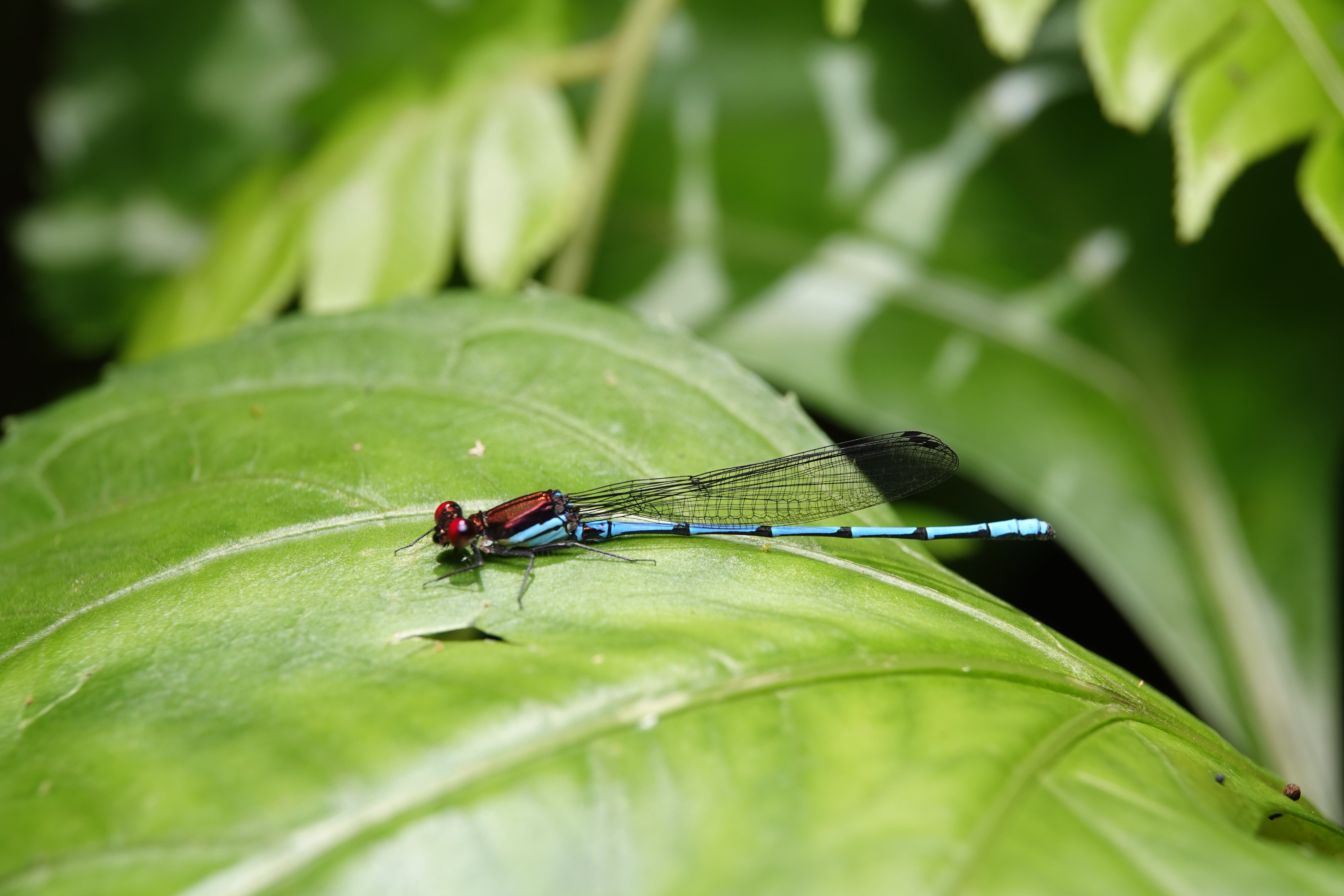 Argia sp. "ojos rojos". La Honda.