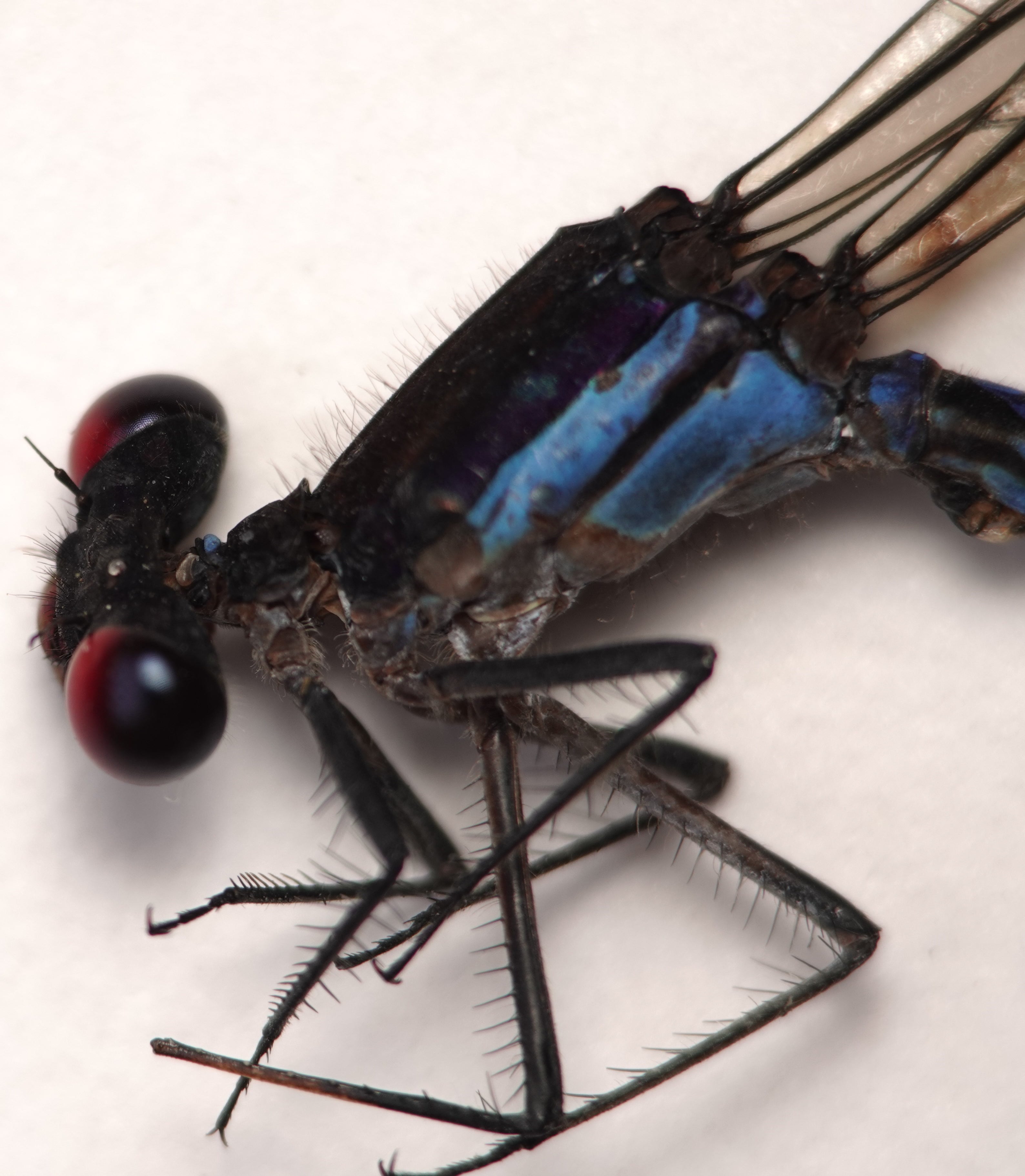 *Argia sp. "ojos rojos"*, head in detail. La Honda.