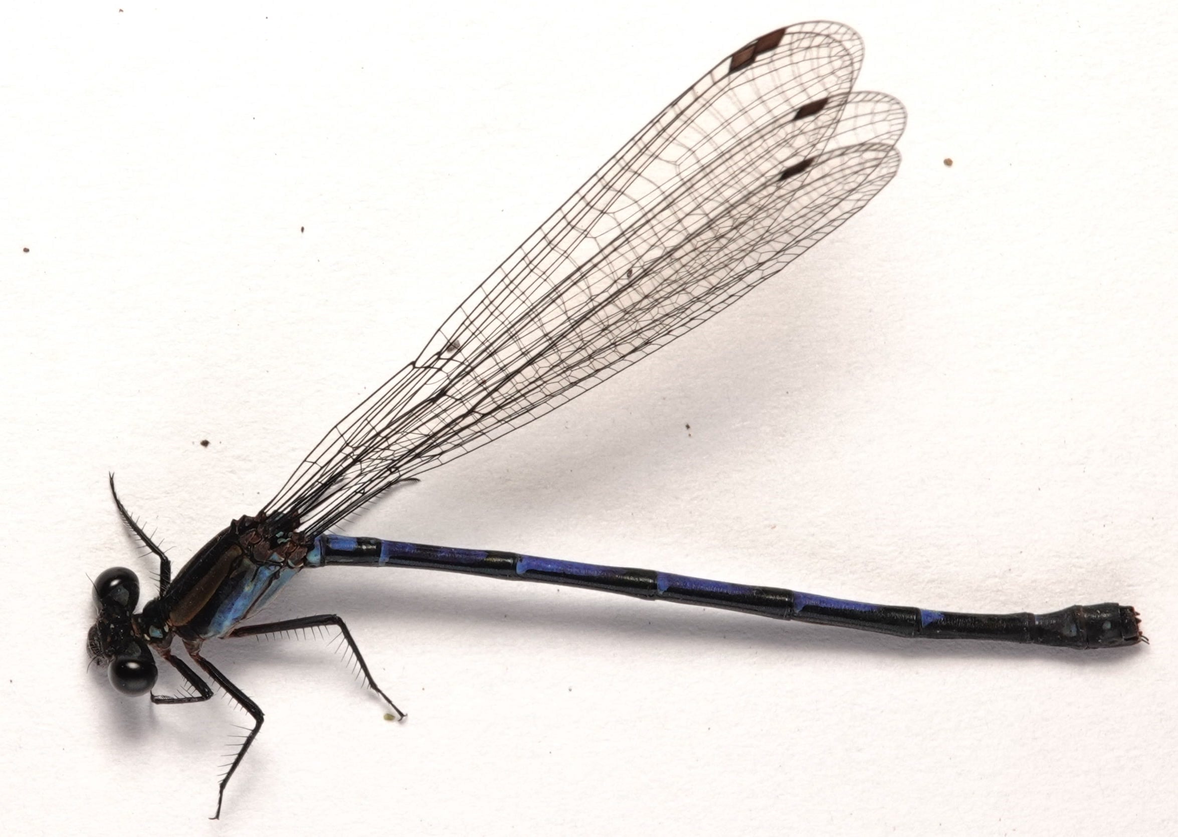 Argia sp.