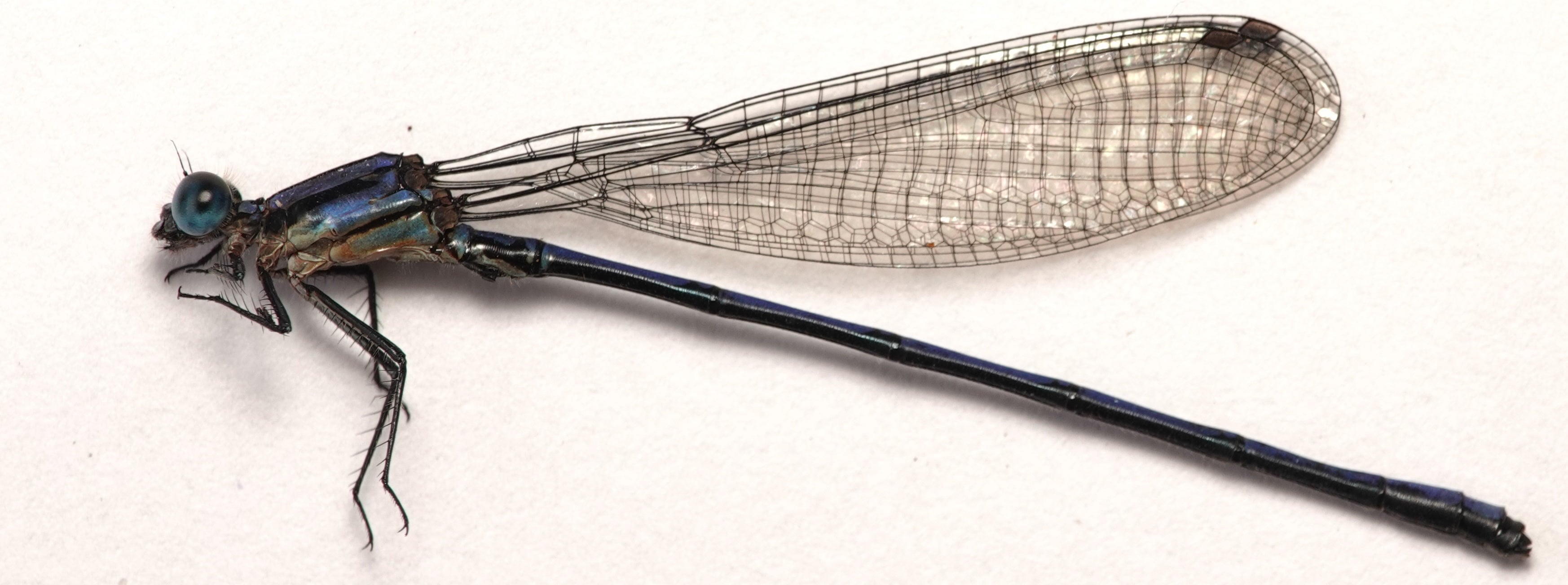 *Argia sp.*, specimen. La Honda.