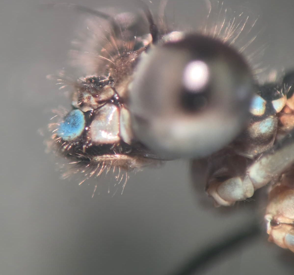 *Argia sp.*, head in detail, female. La Honda.