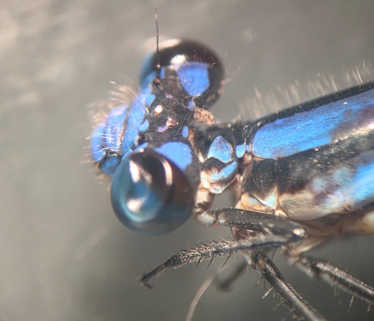 *Argia sp.*, head in detail, male. La Honda.