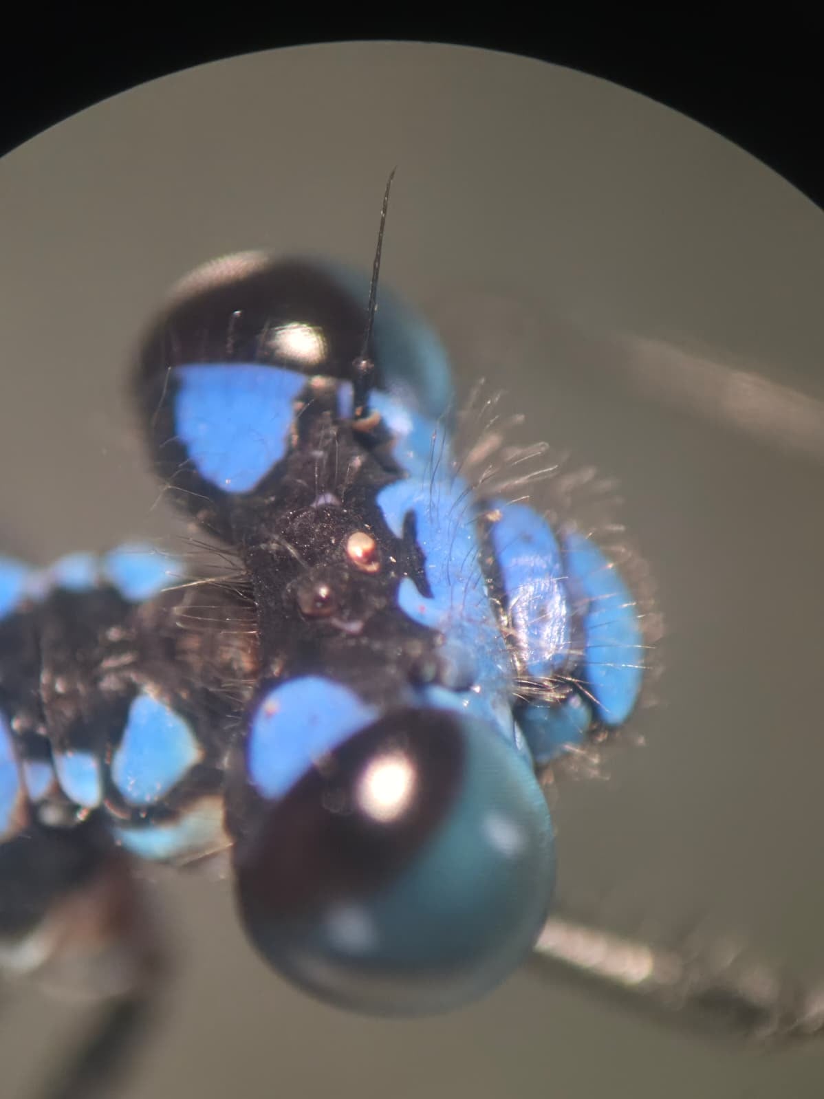 *Argia sp.*, head in detail. La Honda.