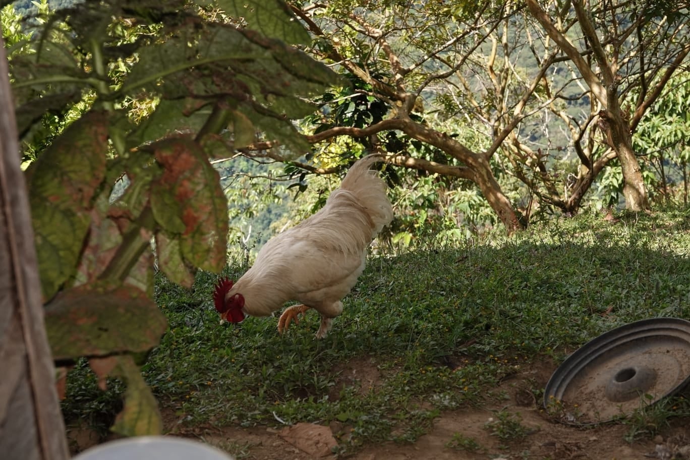 A white rooster walking in the dappled shade of trees in the yard at Sigfredo's farm