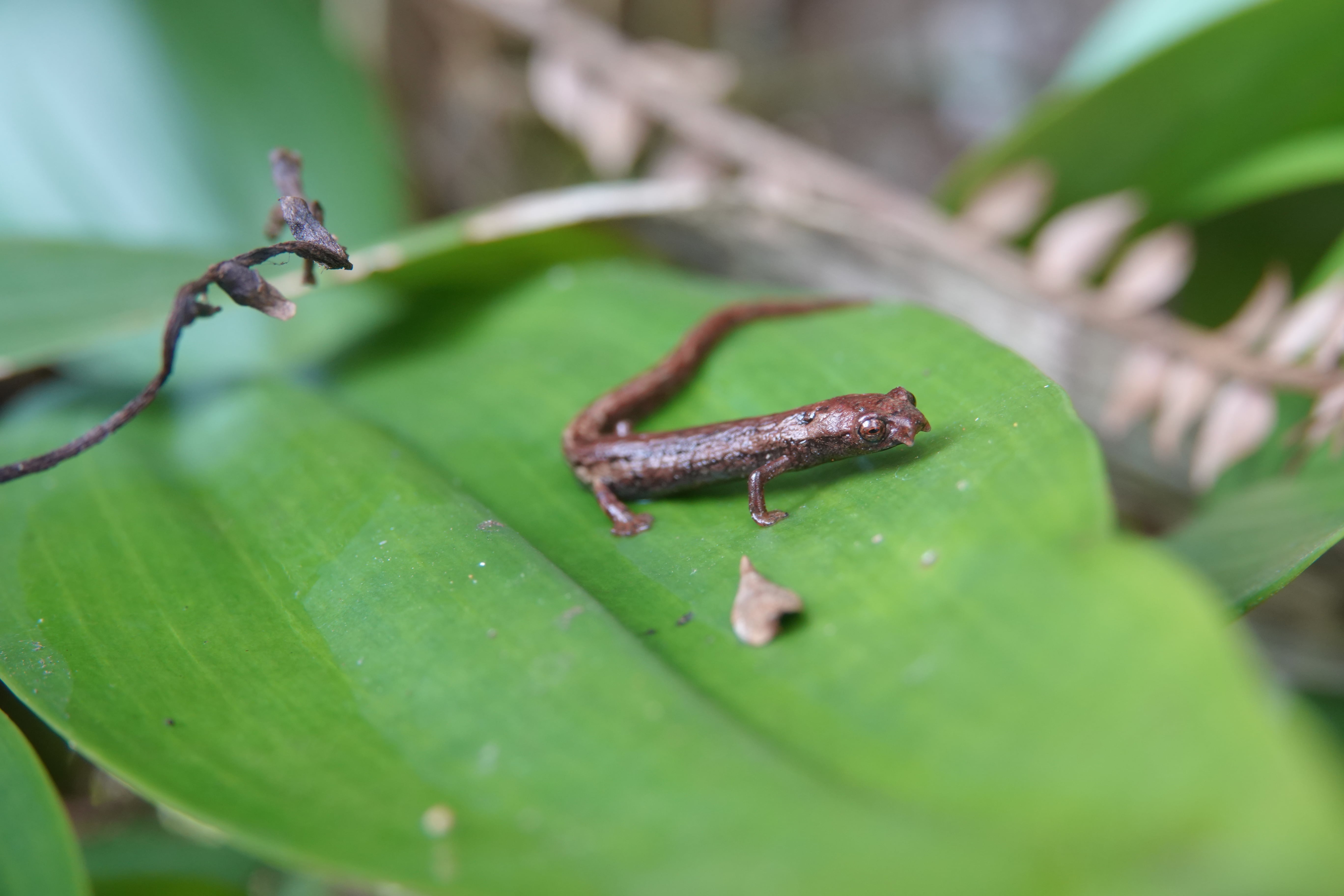 Bolitoglossa sp