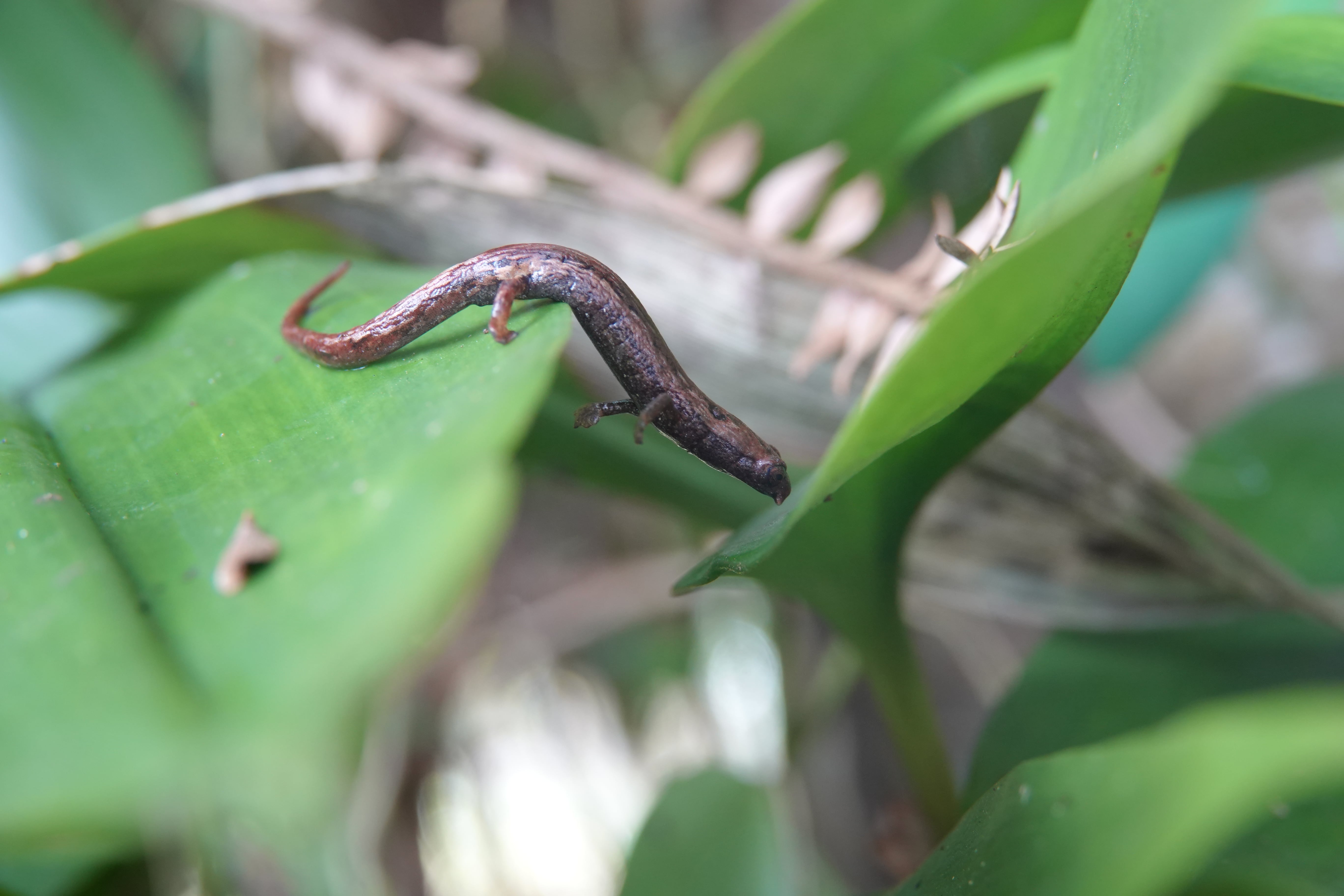 Bolitoglossa sp. La Honda.