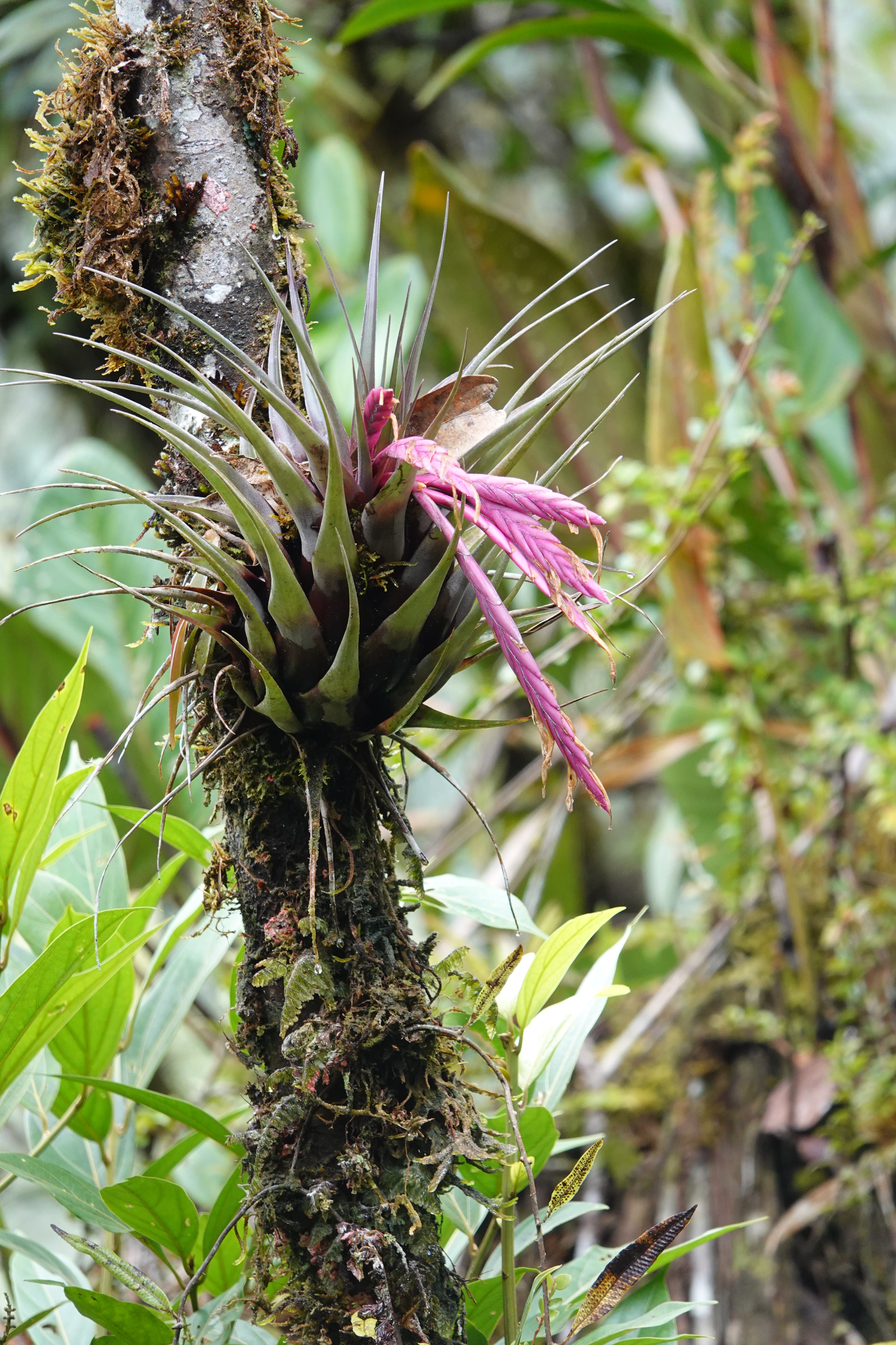 Bromeliaceae — Bromeliads