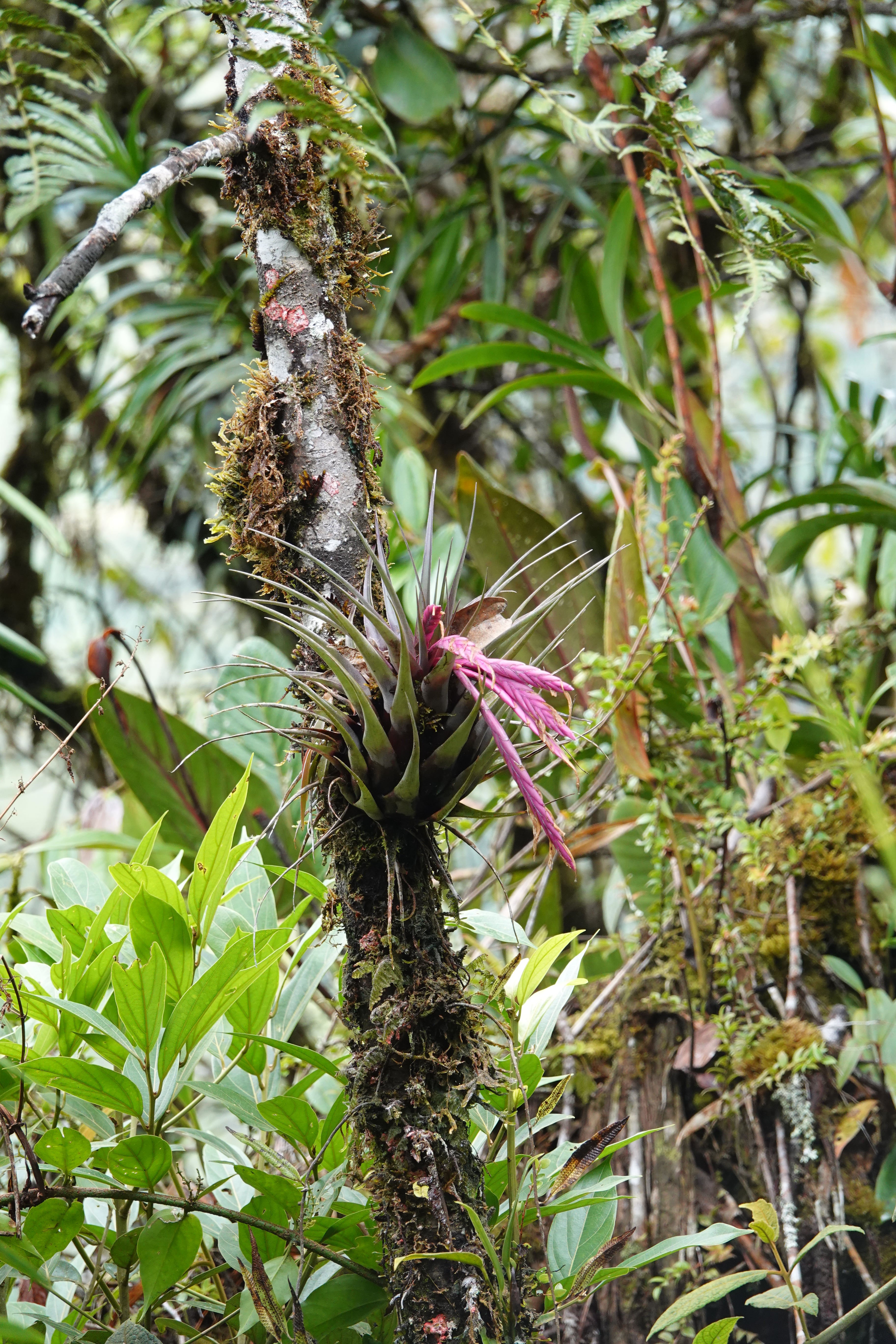Bromeliaceae sp 1. La Honda.