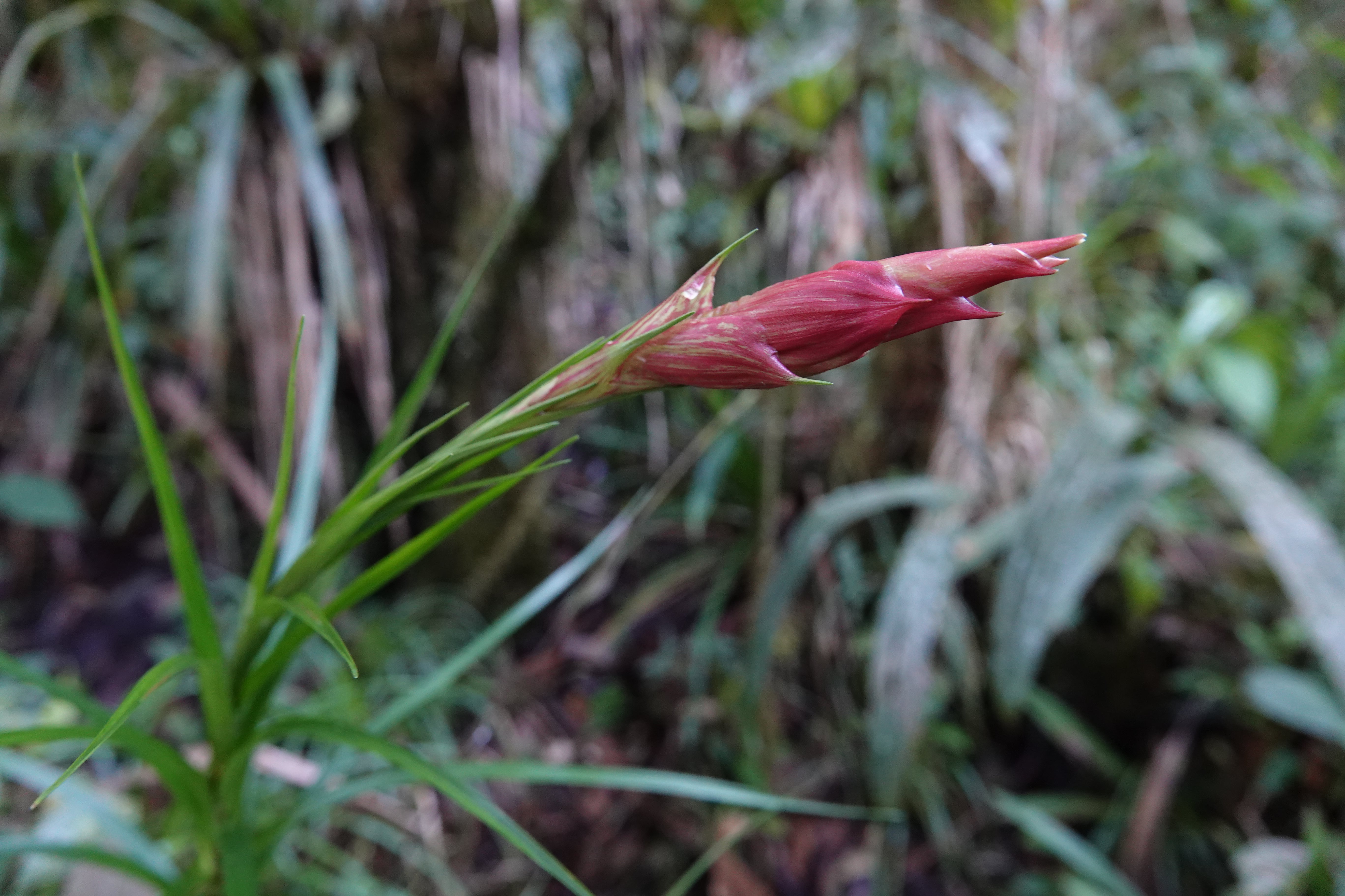 Bromeliaceae sp 10